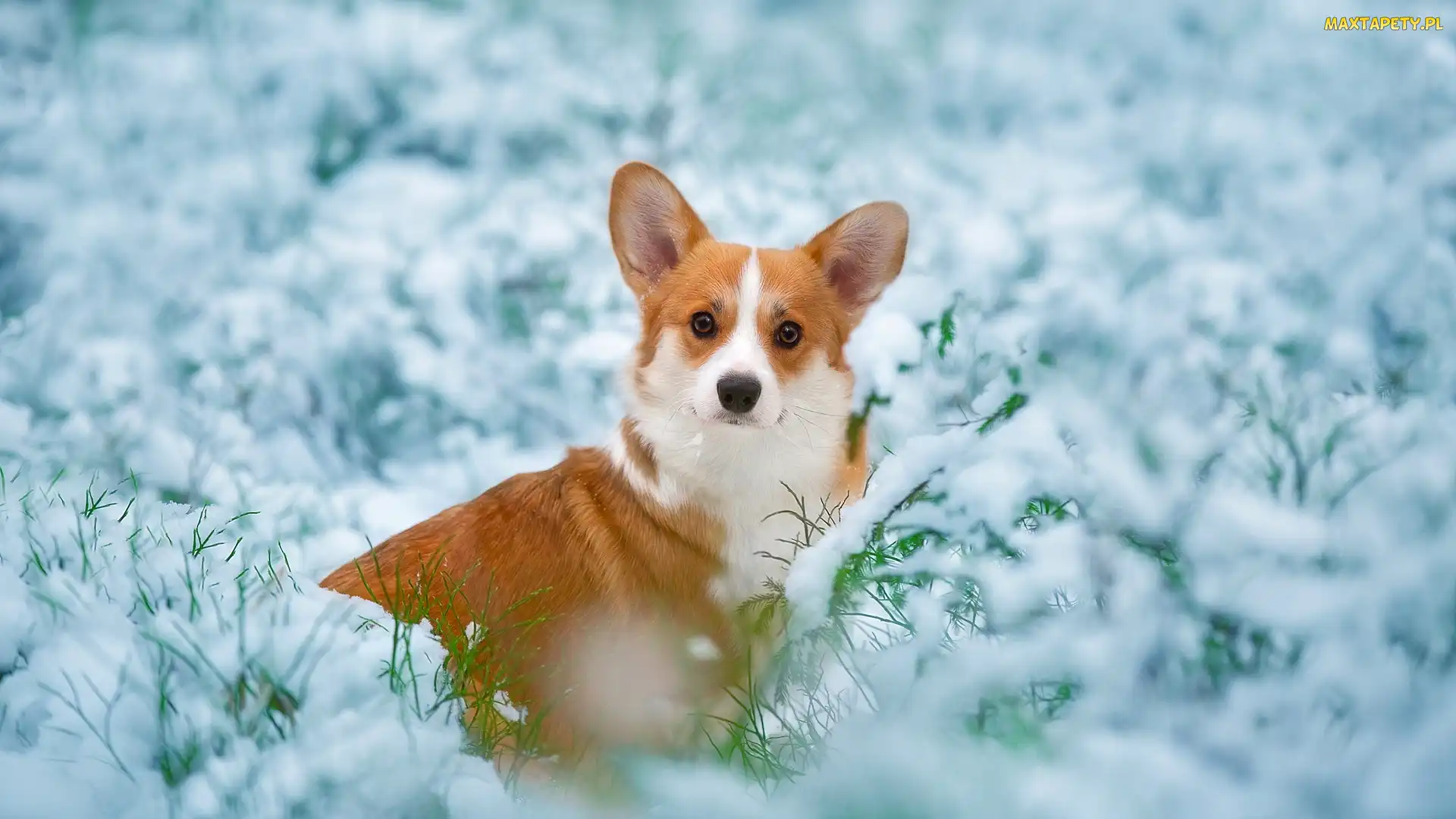 Śnieg, Welsh corgi pembroke, Trawa, Gałązki, Pies