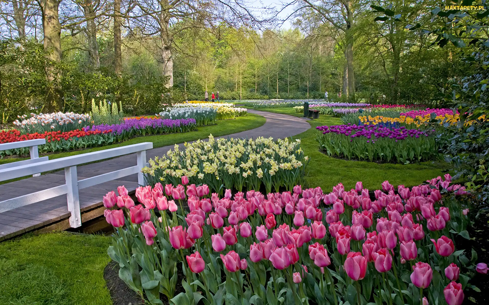 Mostek, Krzewy, Tulipany, Park, Drzewa, Kolorowe, Żonkile