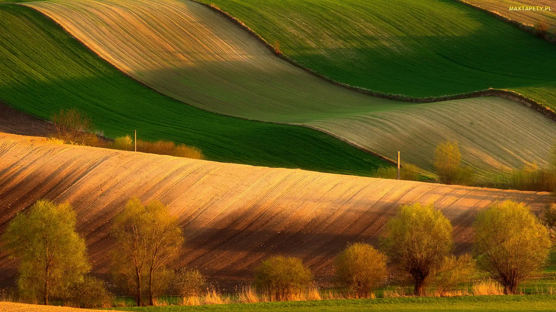Niecka Nidziańska, Drzewa, Pola, Ponidzie, Polska