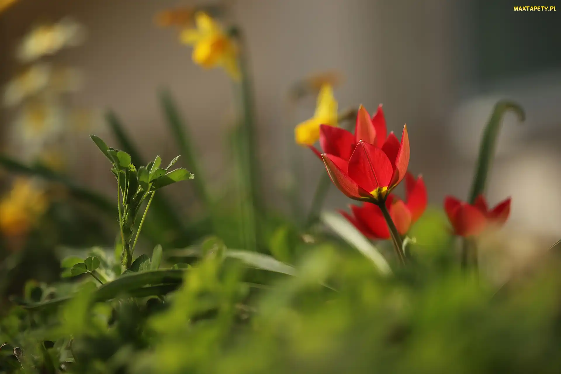 Czerwone, Kwiaty, Dzikie tulipany