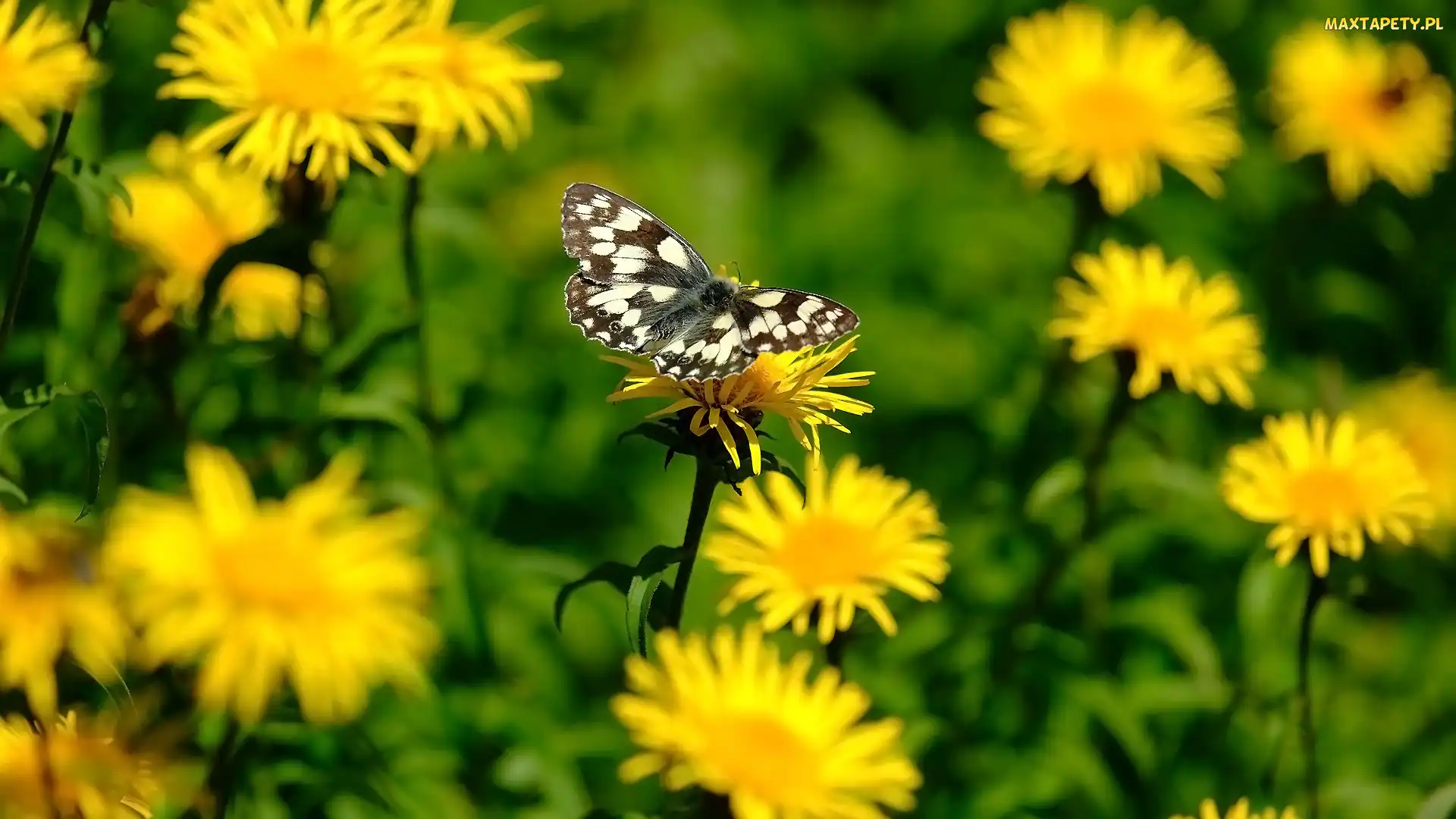 Polowiec szachownica, Motyl, Żółte, Kwiaty