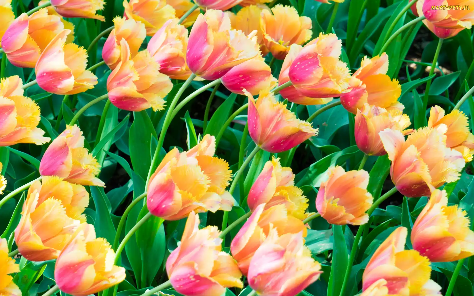 Żółto-różowe, Tulipany, Rozkwitnięte
