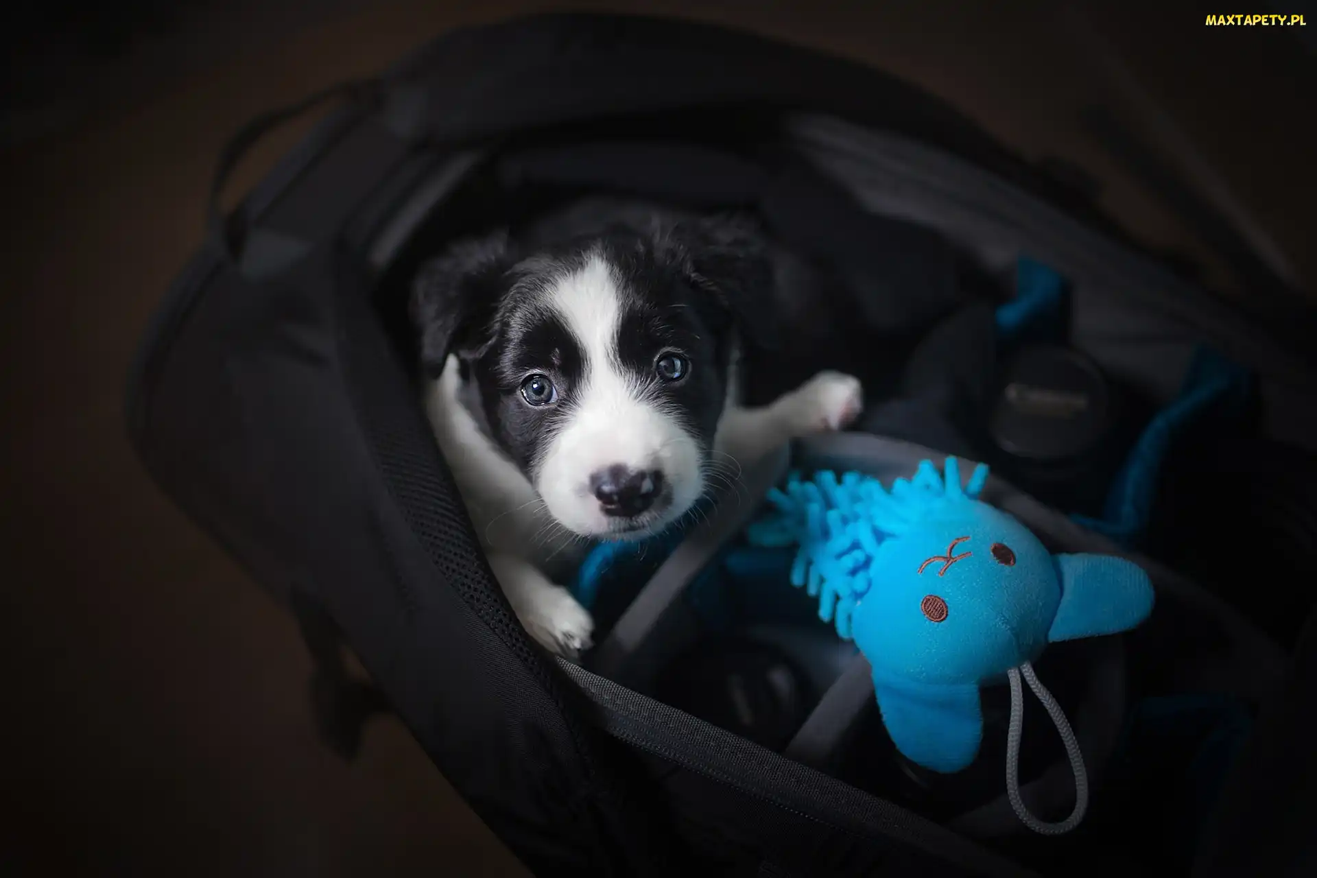 Zabawka, Niebieska, Pies, Torba, Szczeniak, Border collie