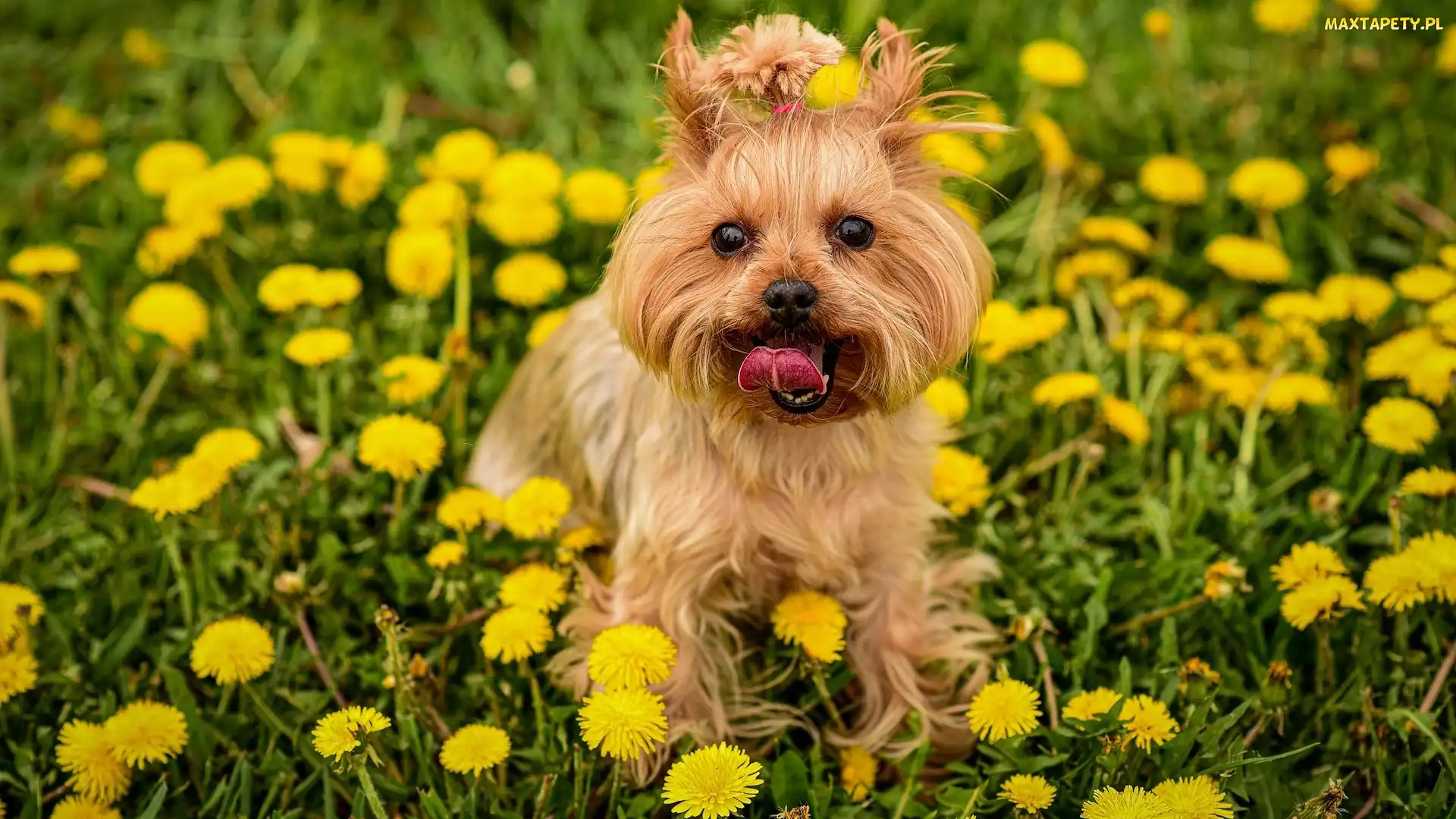 Łąka, Trawa, Yorkshire terrier, Pies, Kwiaty, Mlecze