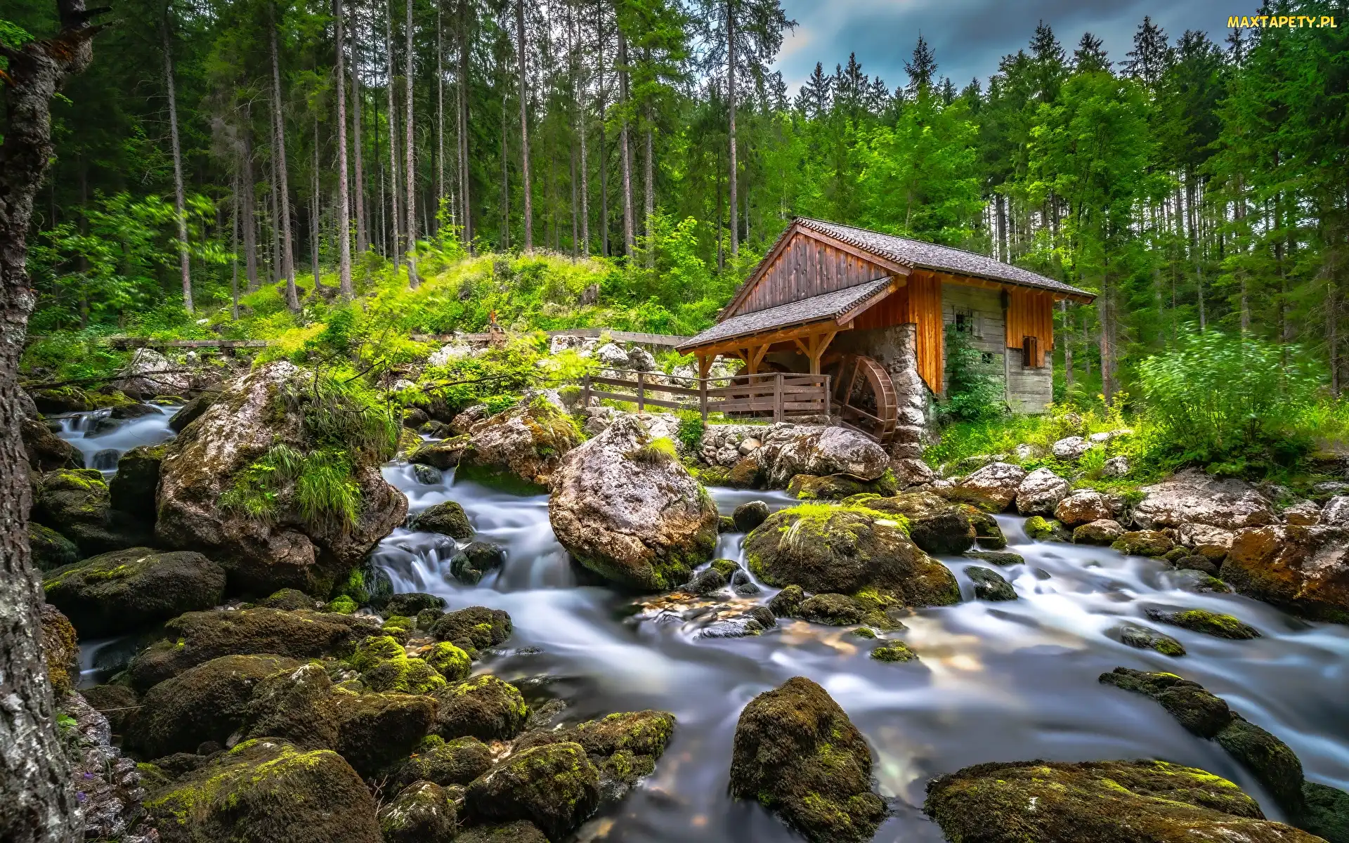 Las, Drzewa, Kamienie, Młyn, Strumień, Omszałe, Potok