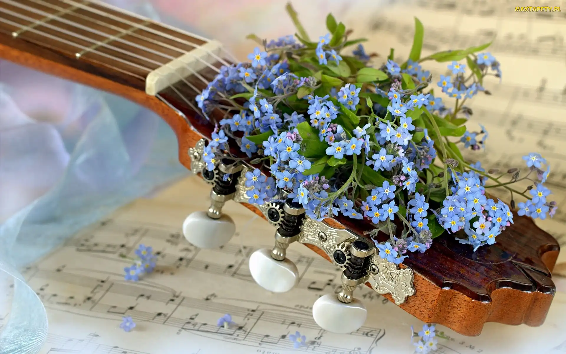 Nuty, Niezapominajki, Gitara