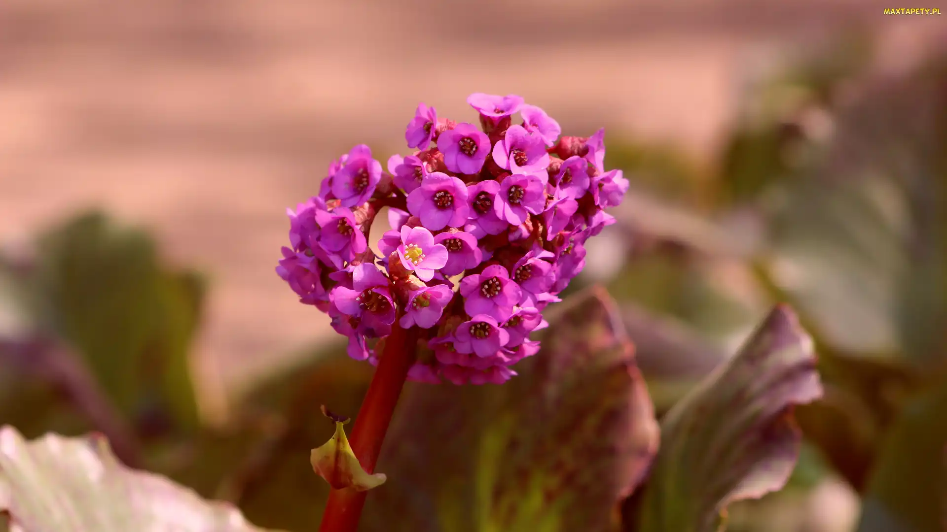 Drobne, Zbliżenie, Bergenia, Kwiaty, Fioletowe