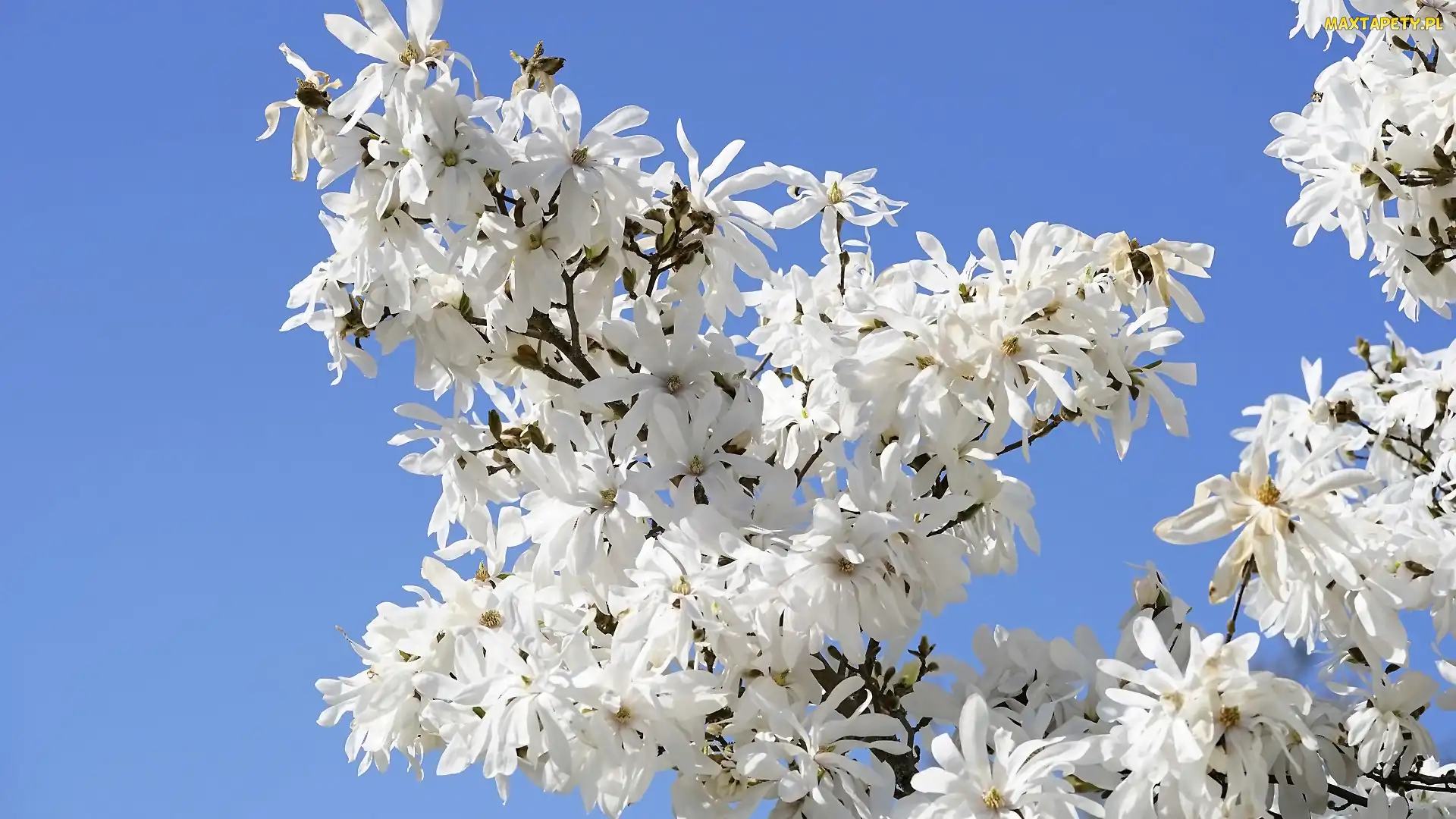Gałązki, Kwiaty, Magnolia, Białe