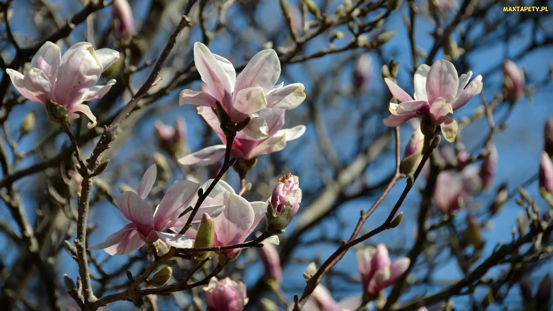 Kwiaty, Gałązki, Magnolia, Pąki, Różowe