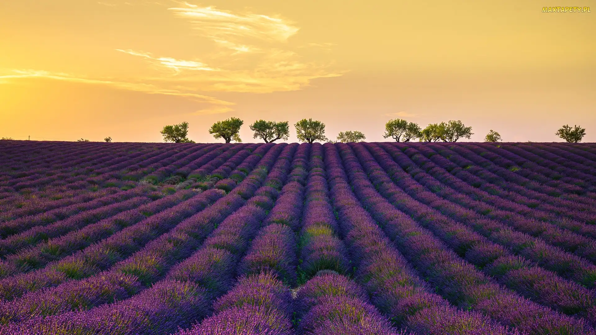 Drzewa, Lawenda, Prowansja, Francja, Valensole, Pole