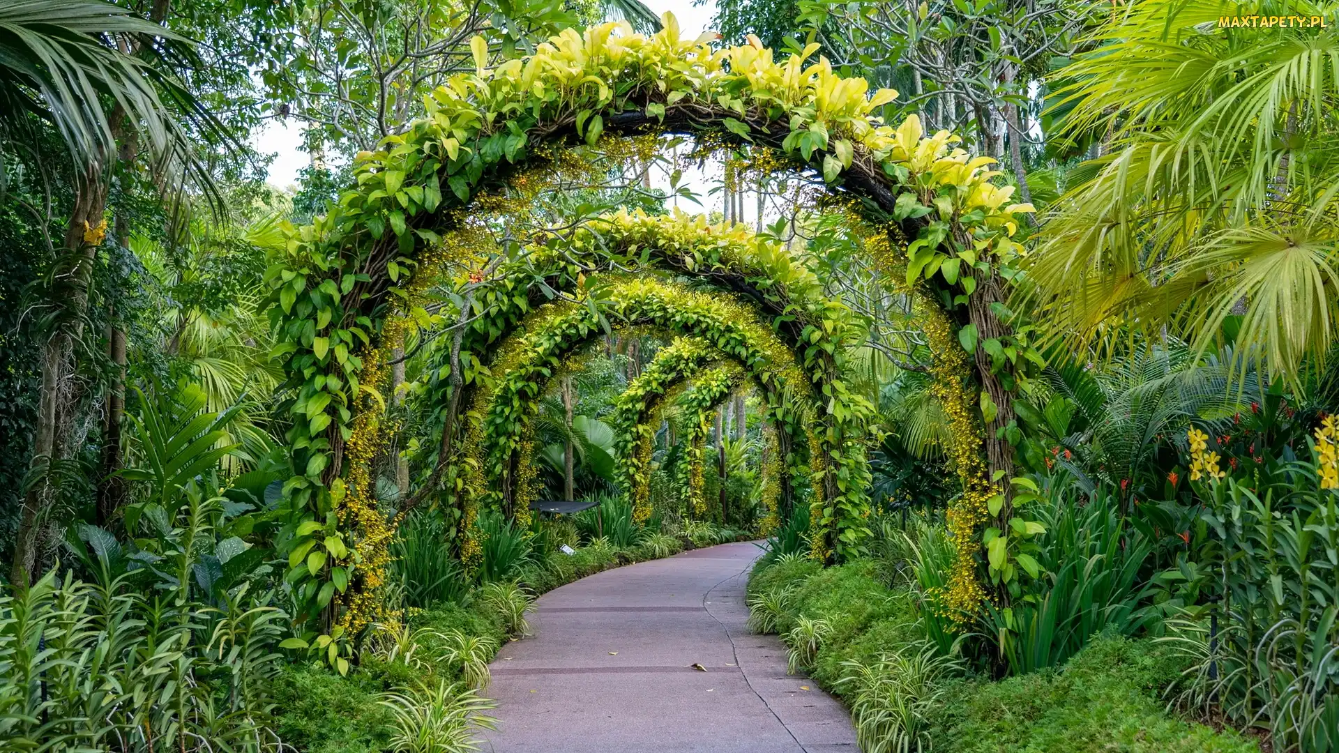 Łuki, Park, Rośliny, Zielone, Ścieżka