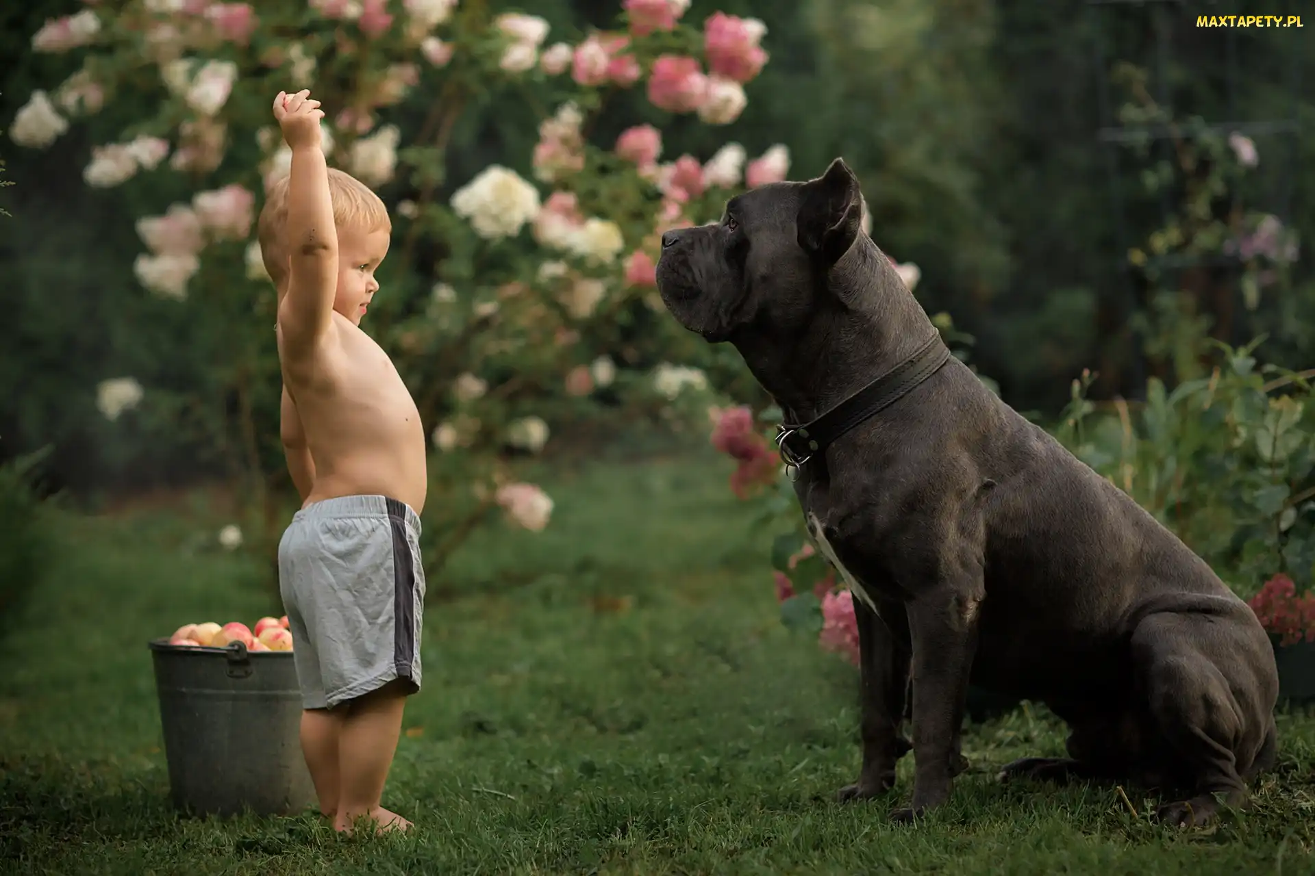 Wiadro, Chłopiec, Pies, Jabłka, Dziecko, Duży, Cane corso