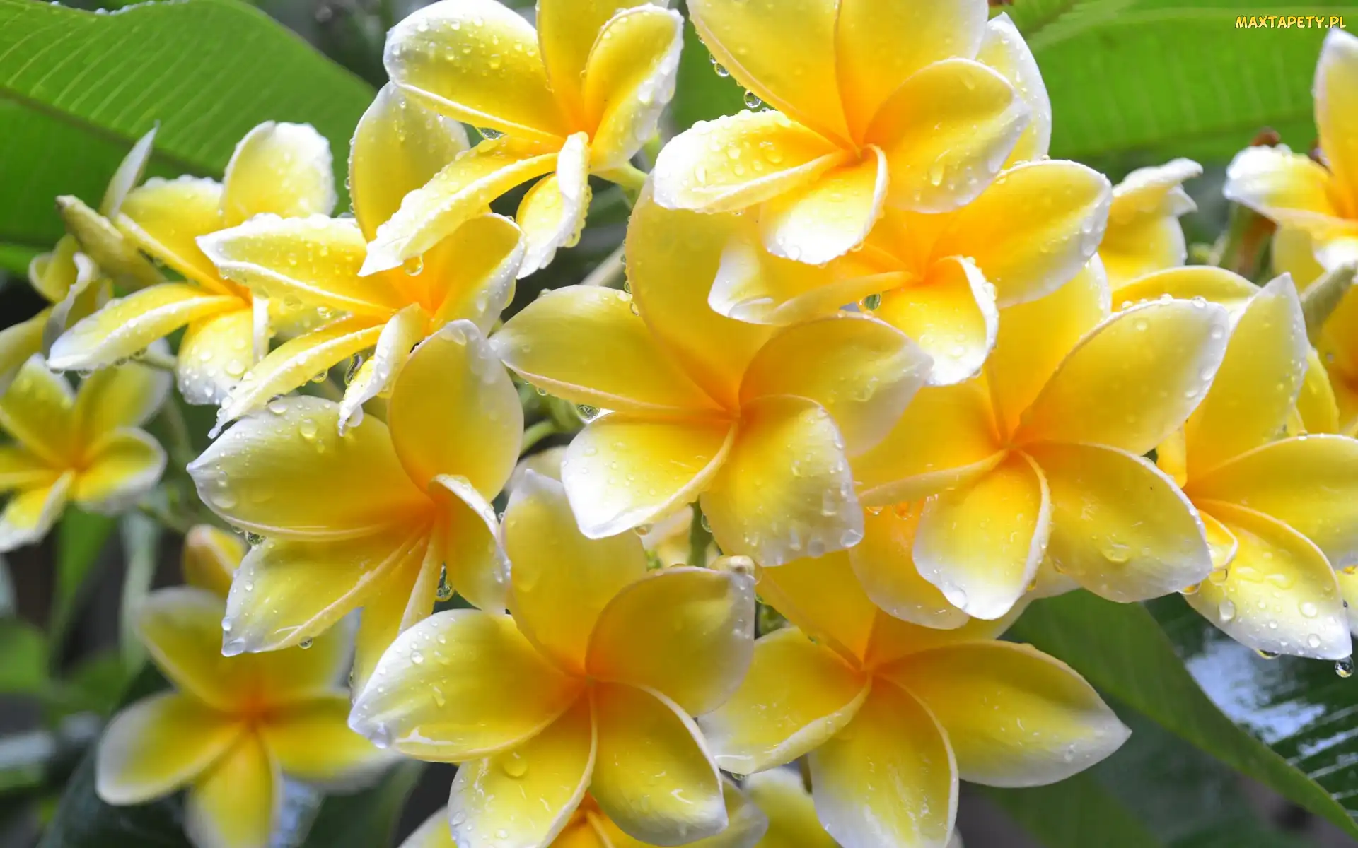 Krople, Kwiaty, Plumeria, Żółte