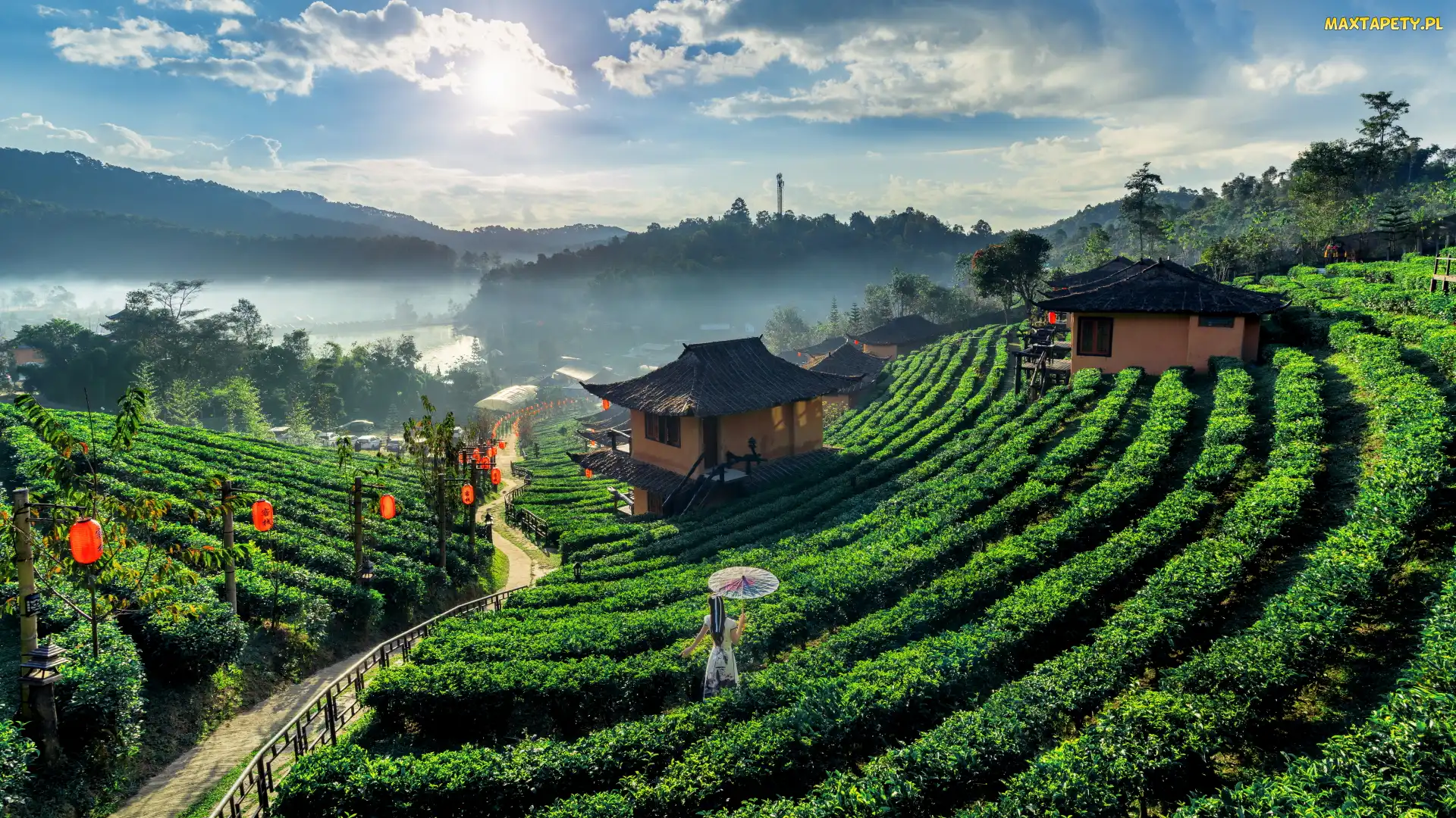 Tajlandia, Ban Rak Thai, Wioska, Prowincja Mae Hong Son, Ścieżka, Herbaty, Domy, Kobieta, Plantacja, Parasolka