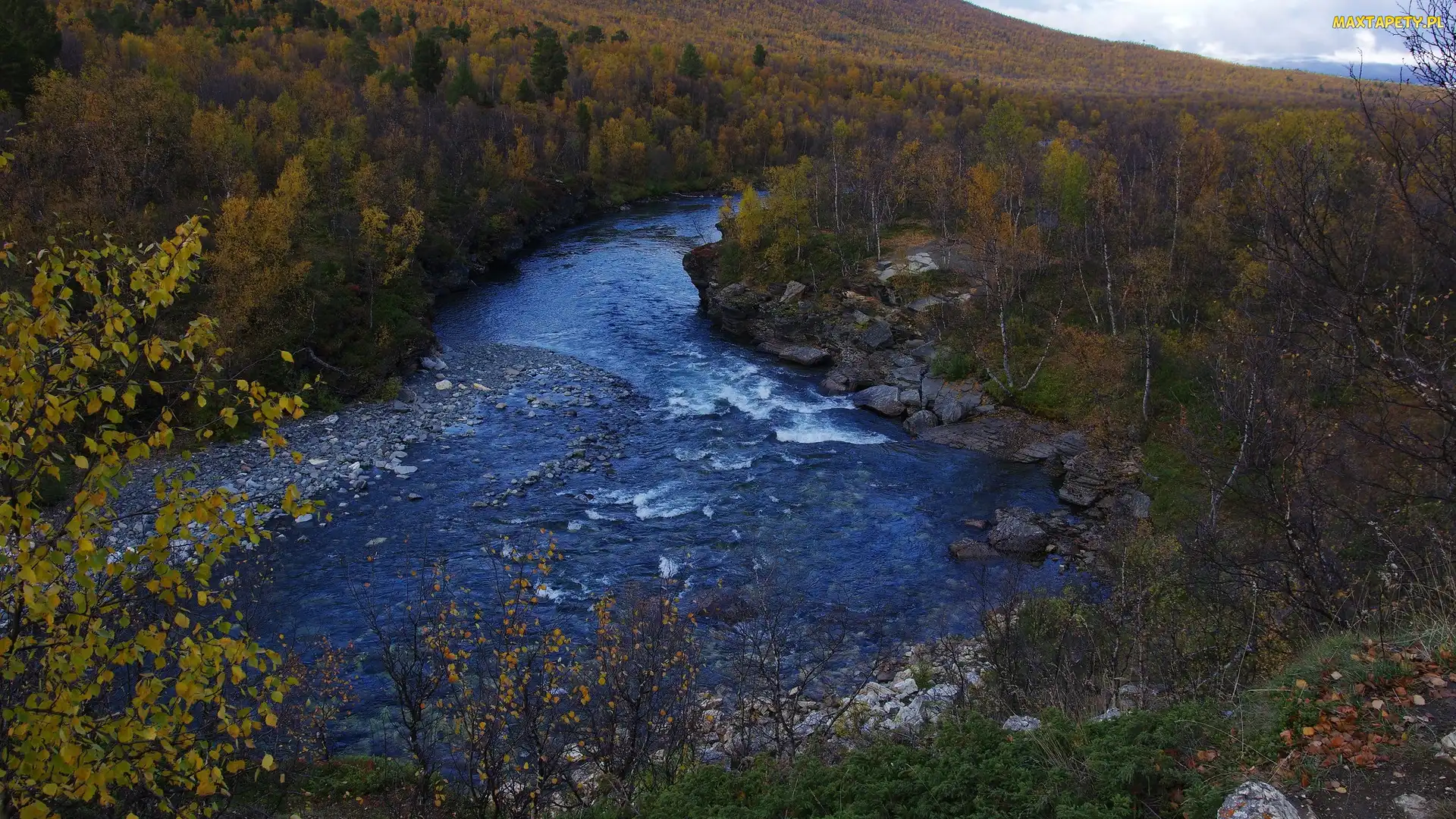 Las, Rzeka Abiskojokk, Szwecja, Krzewy, Skały, Park Narodowy Abisko, Drzewa