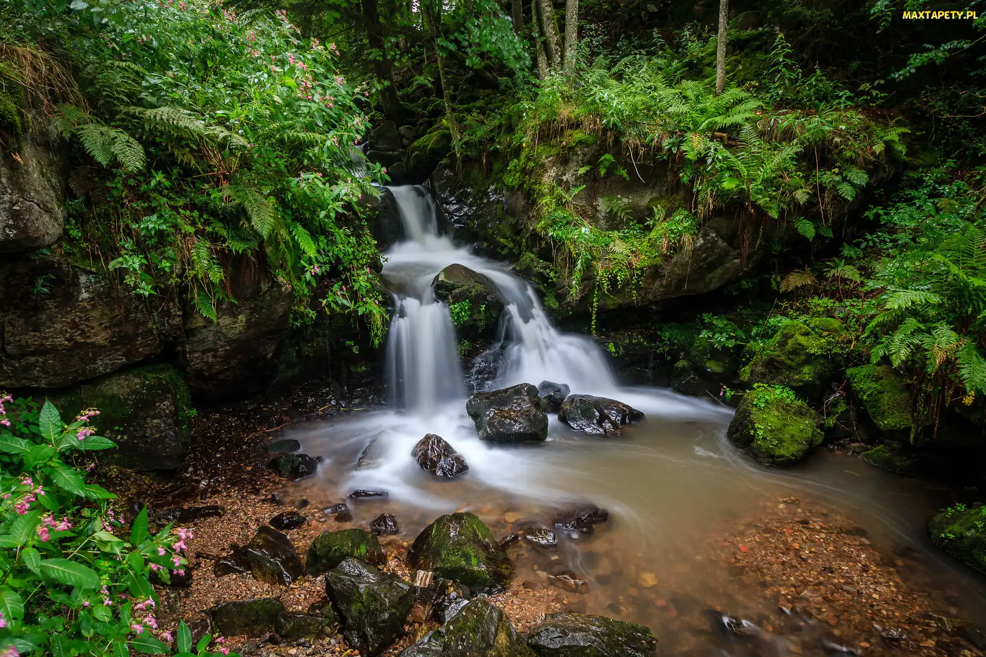 Kamienie, Skały, Niemcy, Drzewa, Wodospad, Las, Rzeka, Fryburg, Paprocie, Zieleń, Todtnau Waterfall