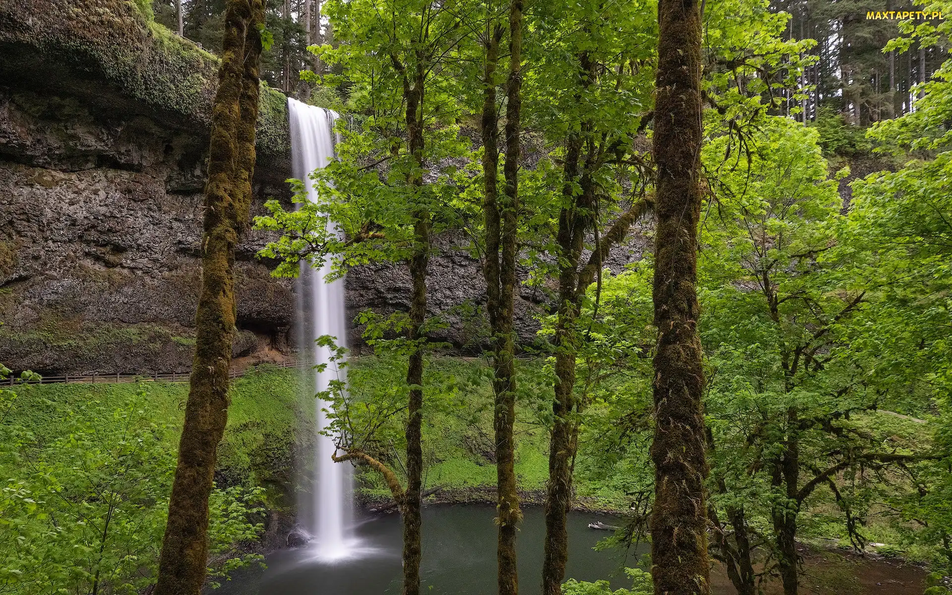 Oregon, Stany Zjednoczone, Drzewa, Silver Falls State Park, Wodospad South Falls, Omszałe, Park stanowy