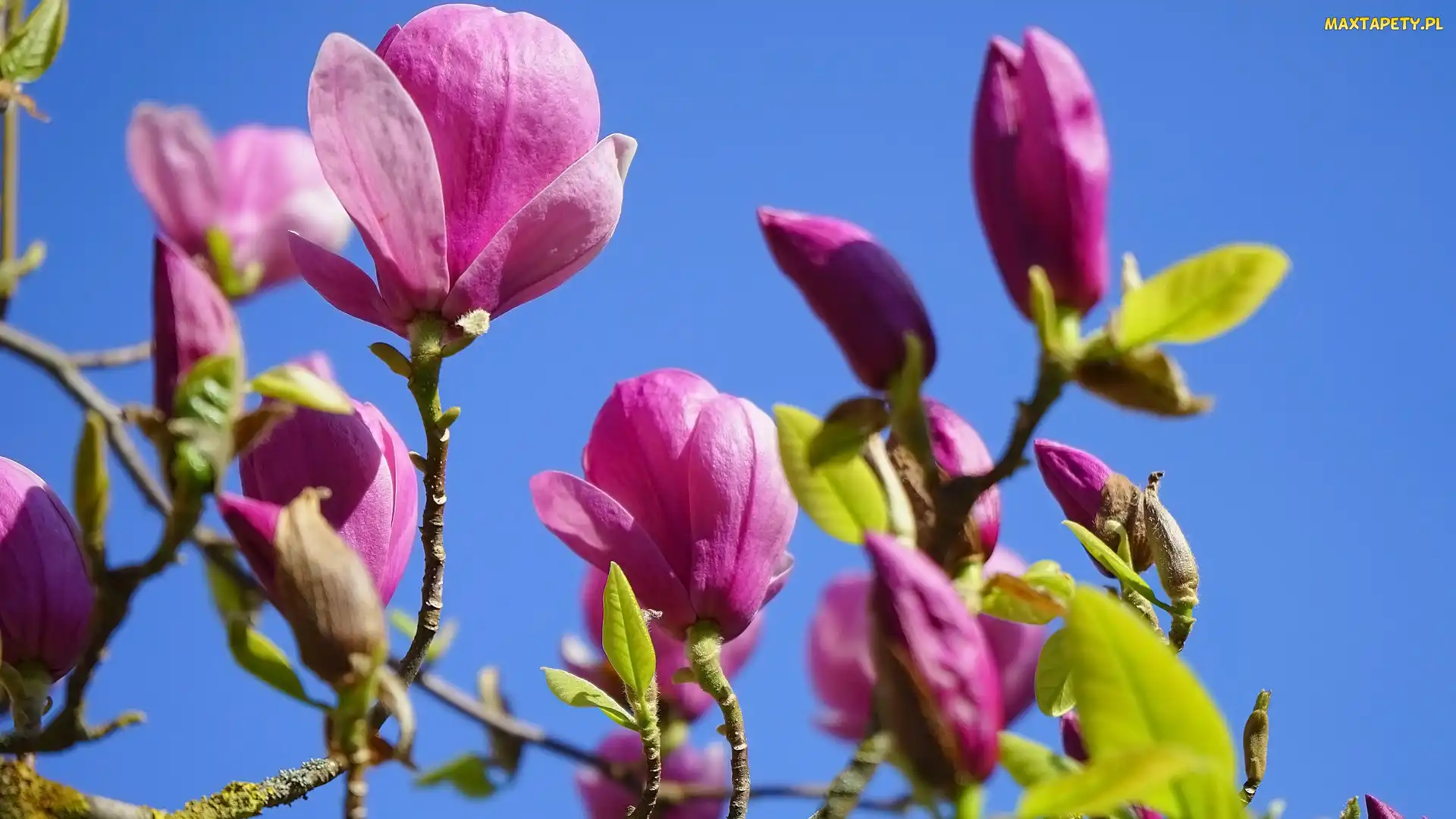 Kwiaty, Gałązki, Magnolie