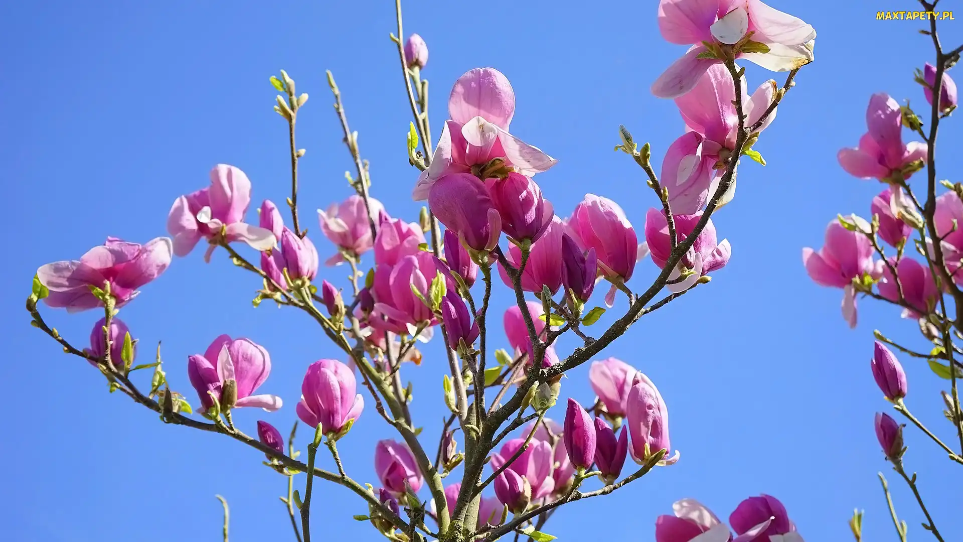 Magnolia, Gałązki, Kwiaty