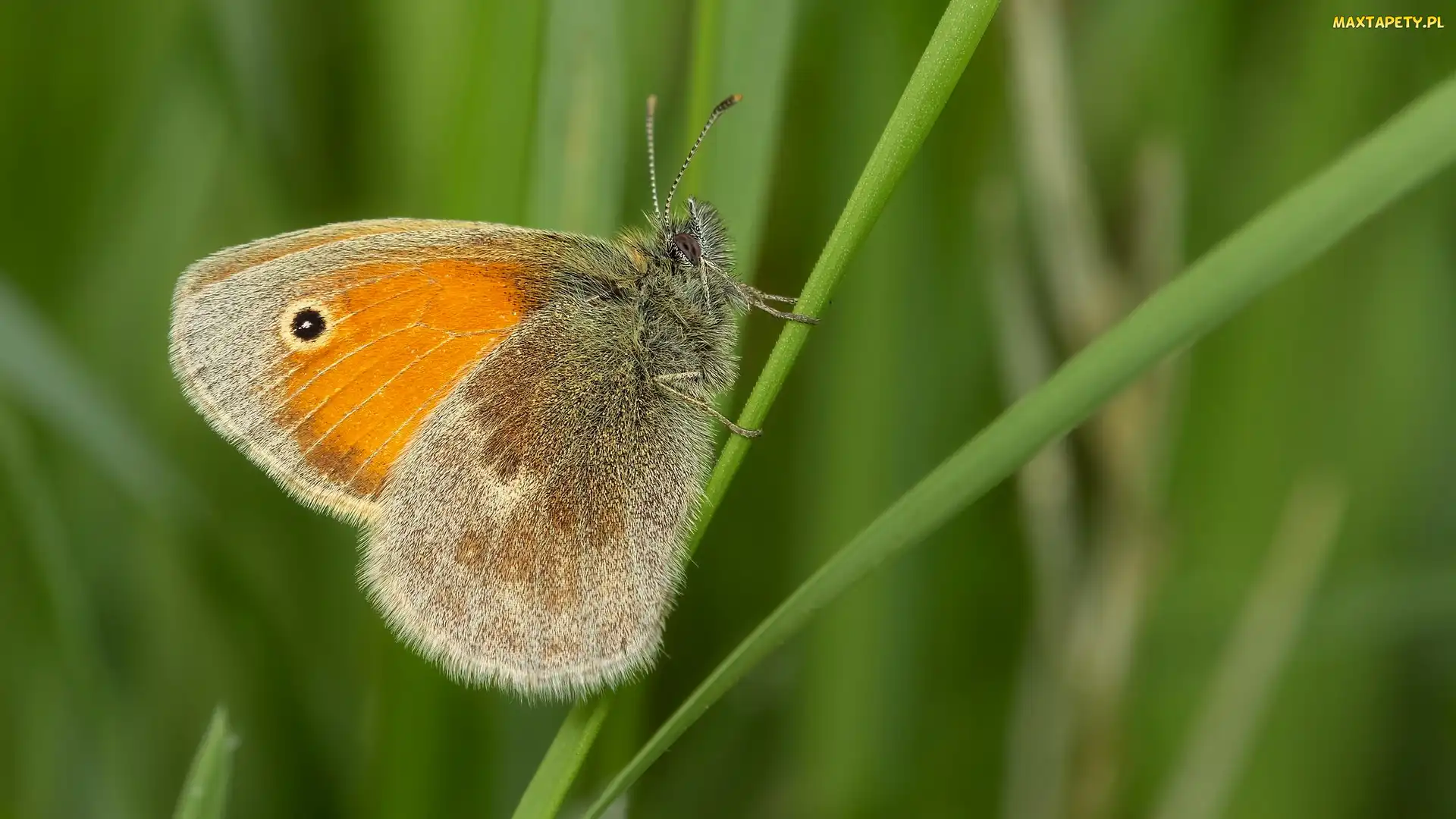 Przestrojnik jurtina, Tło, Zielone, Trawa, Motyl