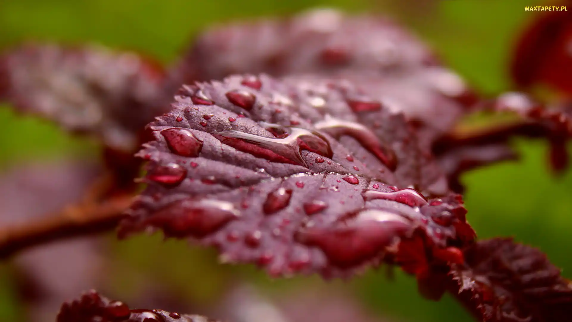 Leszczyna purpurowa, Makro, Woda, Krople, Liść