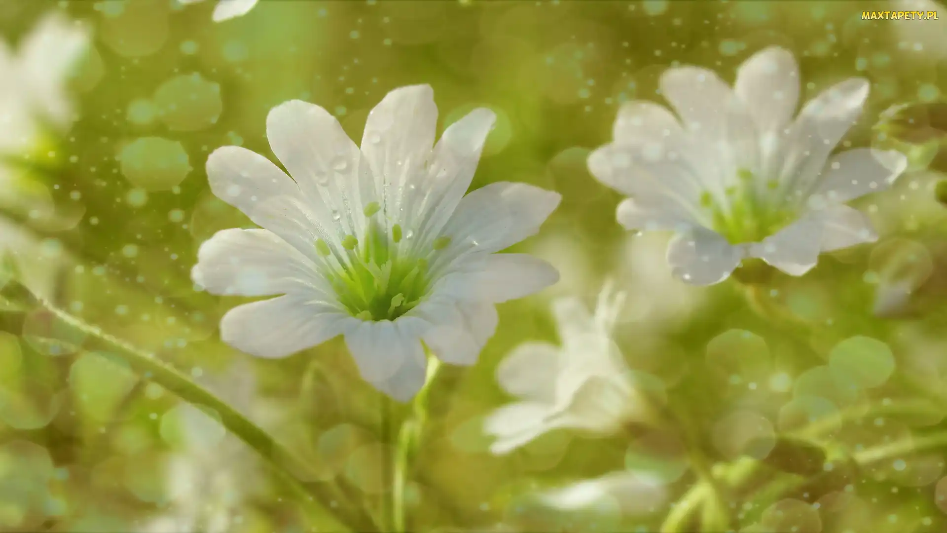 Bokeh, Rogownica, Białe, Kwiaty