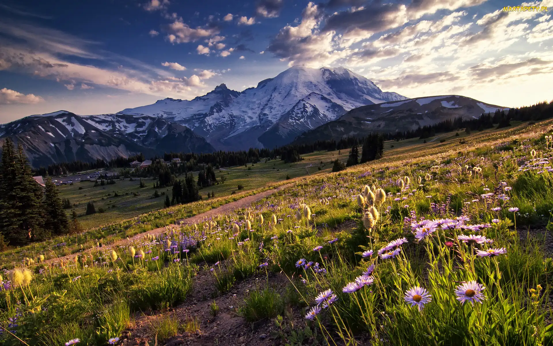 Stany Zjednoczone, Park Narodowy Mount Rainier, Kwiaty, Stan Waszyngton, Mount Rainier, Stratowulkan, Drzewa, Dolina, Góry, Łąka