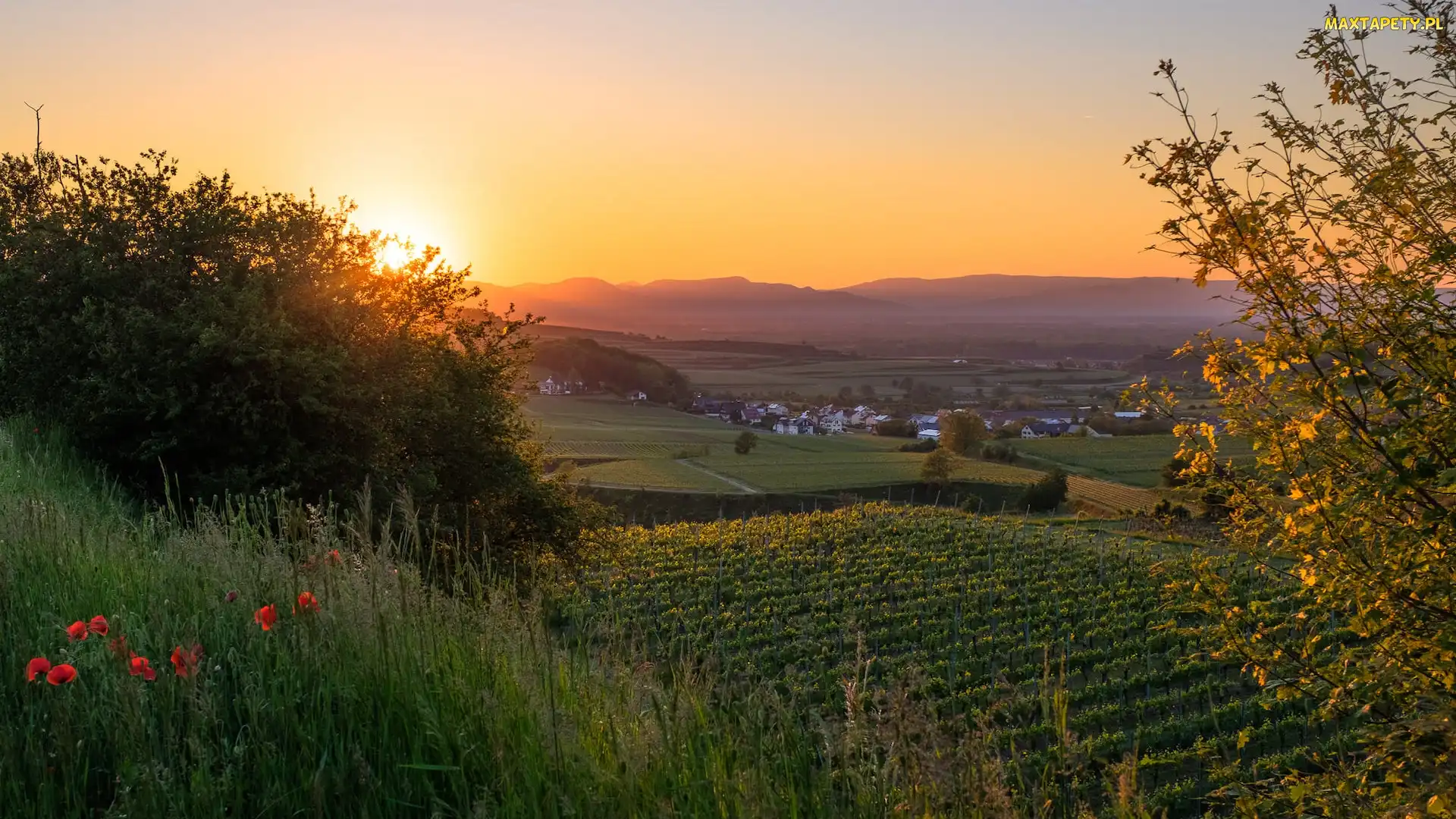 Kaiserstuhl, Winnice, Łąka, Niemcy, Krzewy, Wschód słońca, Maki