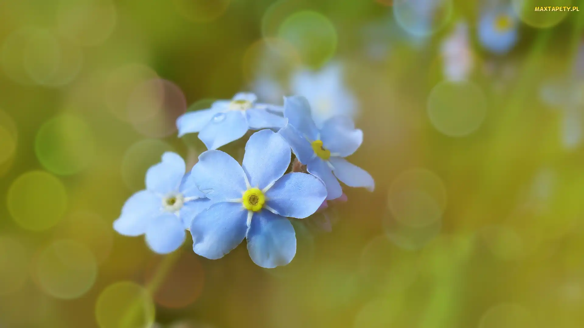 Niebieskie, Zbliżenie, Bokeh, Niezapominajki