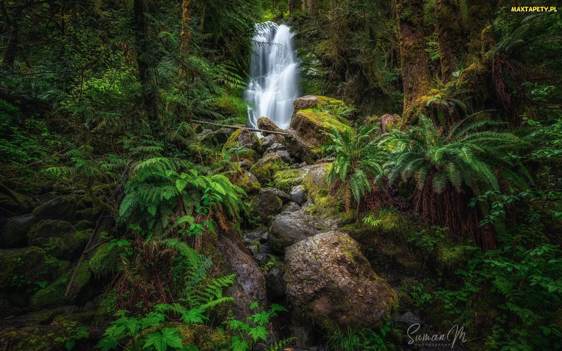 Wodospad, Roślinność, Las, Kamienie, Stan Waszyngton, Merriman Falls, Stany Zjednoczone, Paprocie