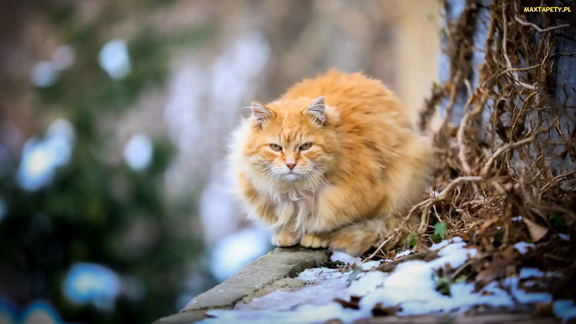 Kot, Drzewa, Pień, Maine coon, Rudy