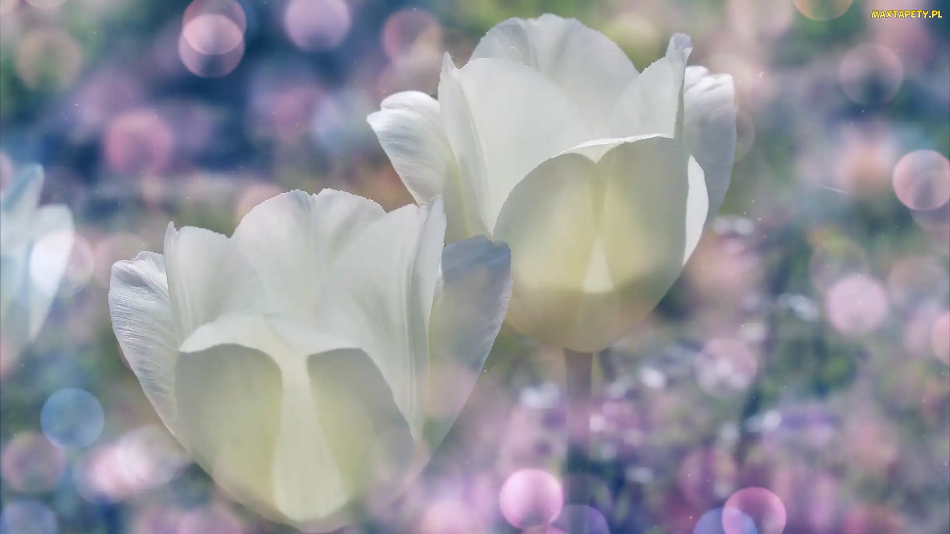 Białe, Bokeh, Tulipany