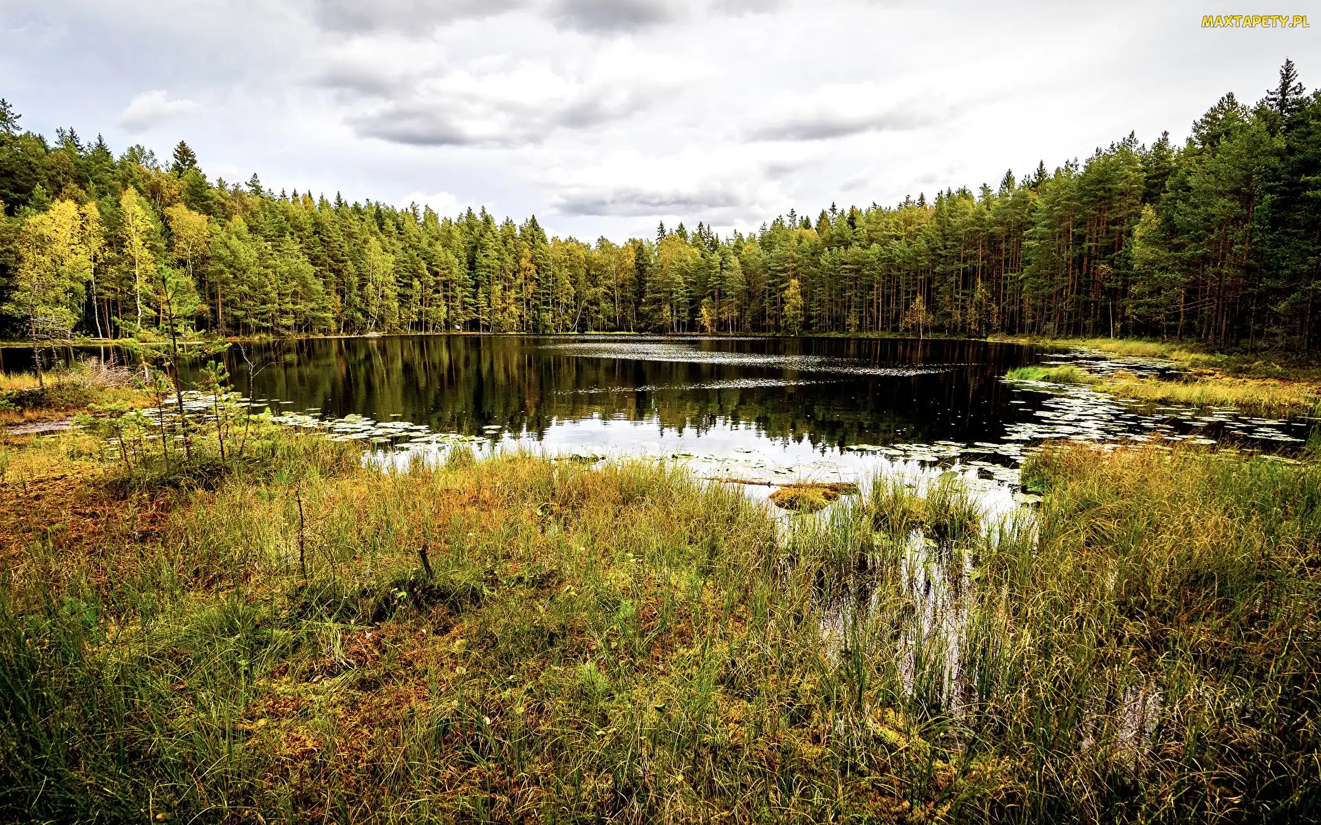 Trawa, Staw, Finlandia, Las, Chmury, Park Narodowy Sipoonkorpi, Drzewa