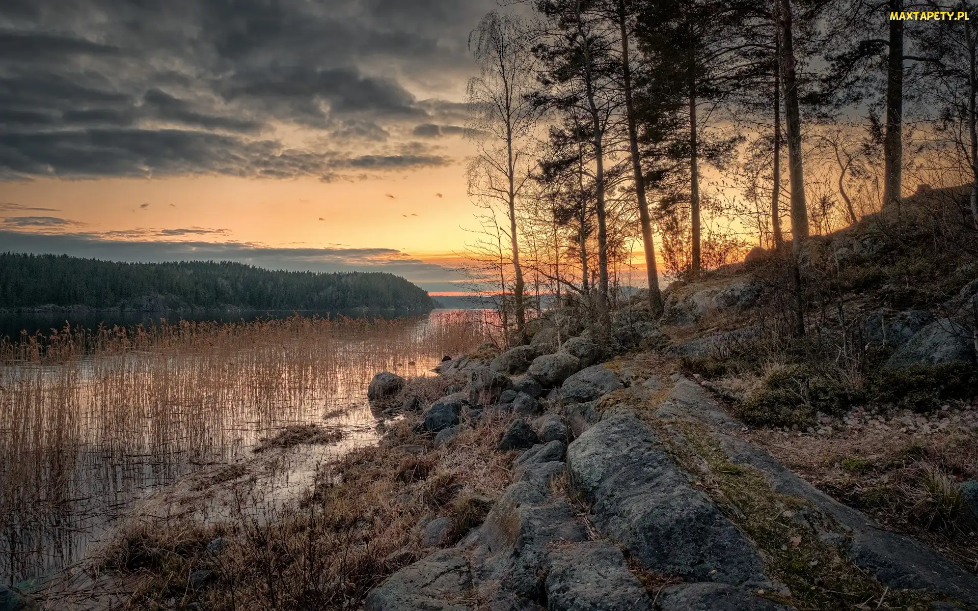 Jezioro Ładoga, Chmury, Zachód słońca, Drzewa, Karelia, Skały, Rosja, Szuwary