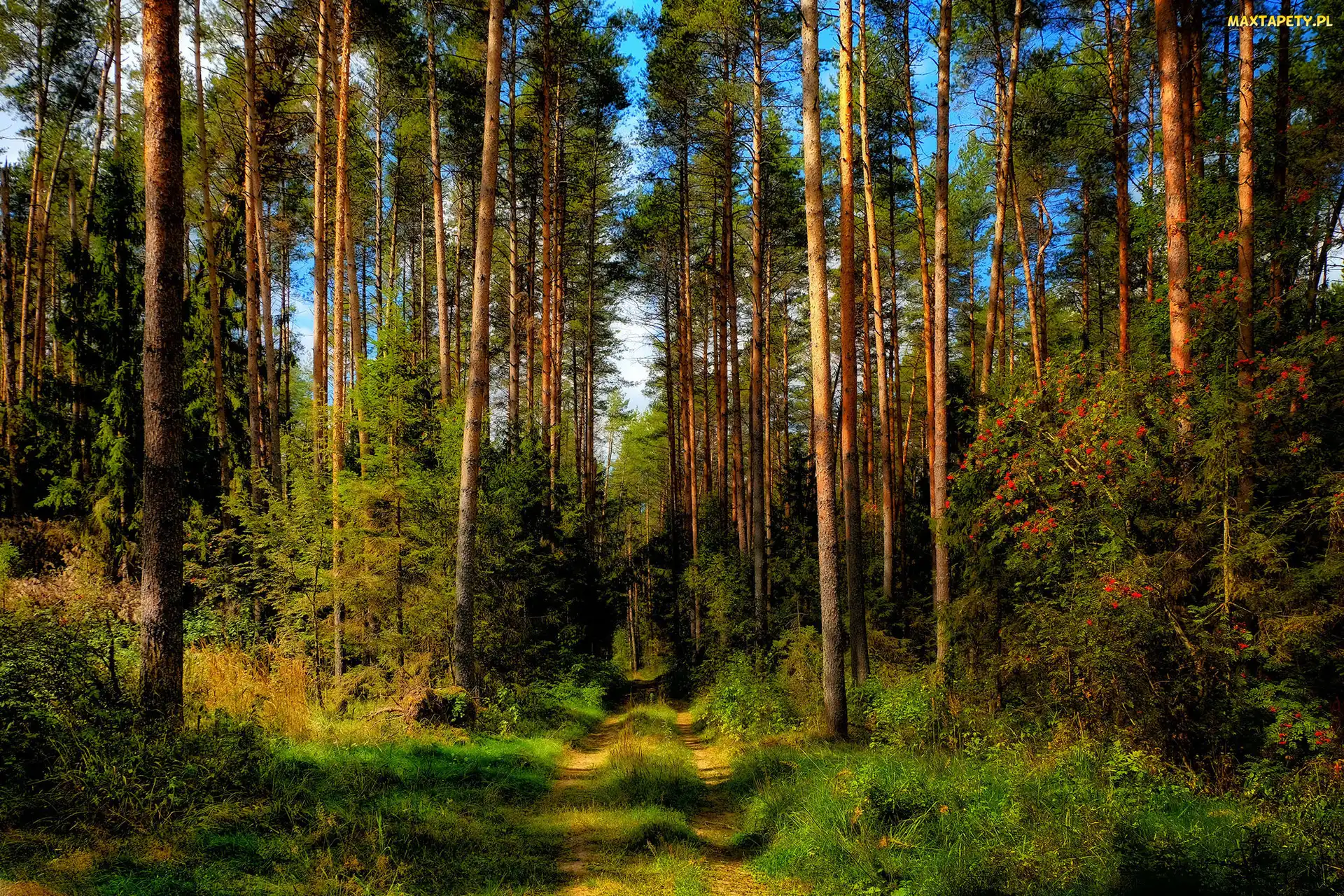 Trawa, Krzewy, Wysokie, Las, Drzewa, Ścieżka