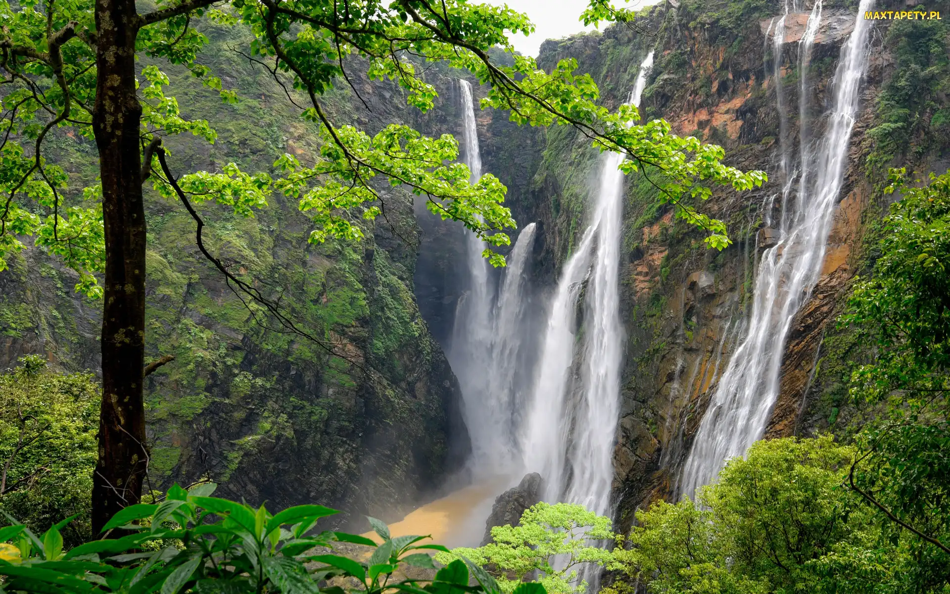 Stan Karnataka, Las, Indie, Waterfalls Jog, Skała, Wodospad Dźog, Rośliny, Drzewa