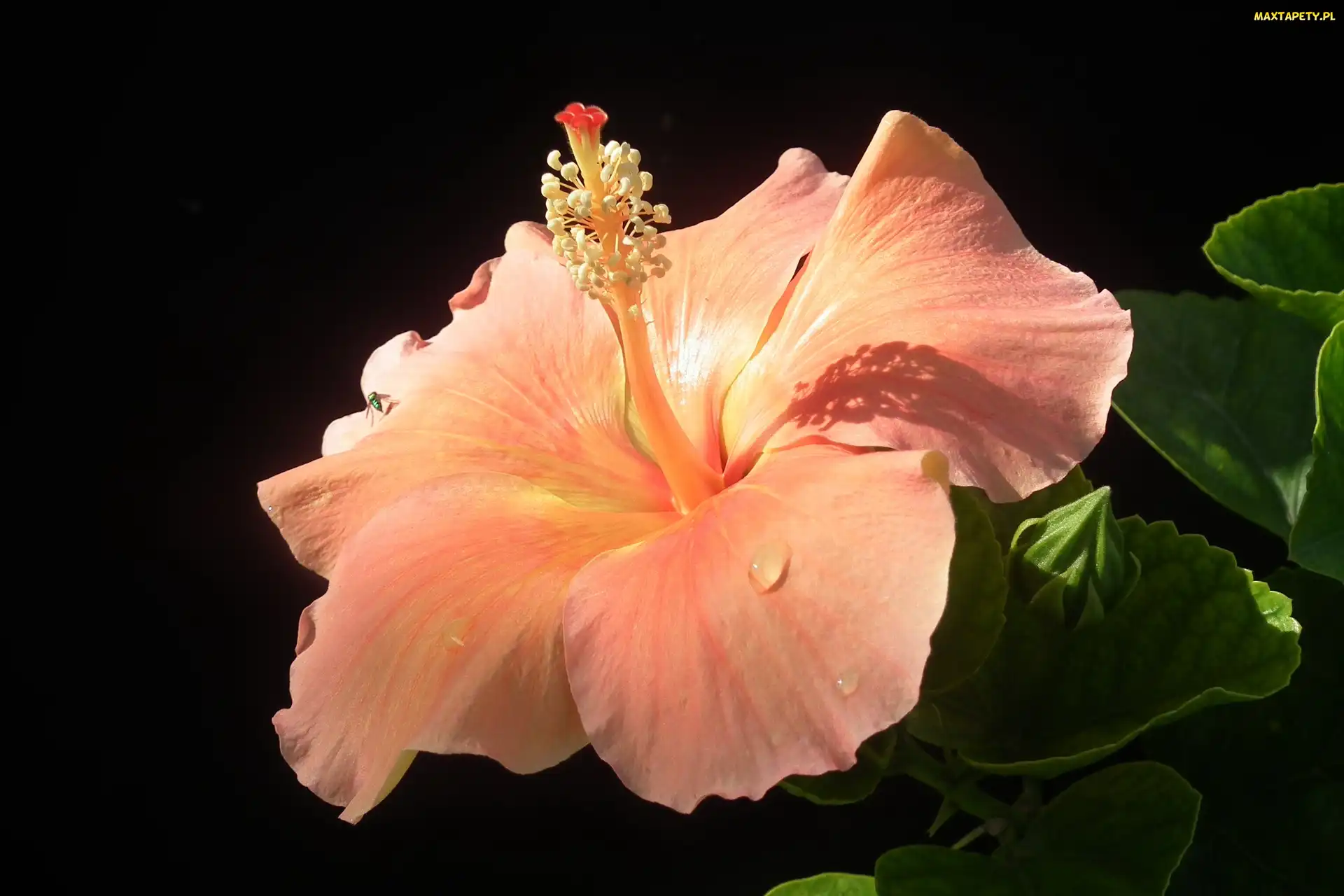 Tło, Czarne, Hibiskus, Kwiat, Liście, Krople