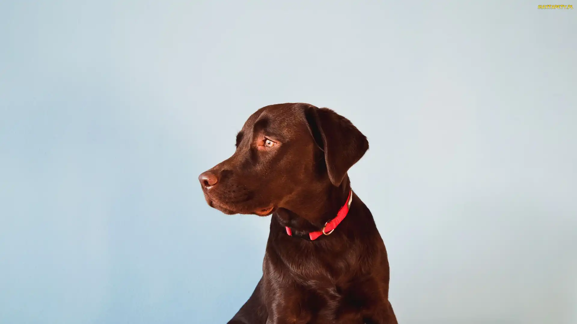 Pies, Obroża, Czerwona, Labrador retriever, Brązowy