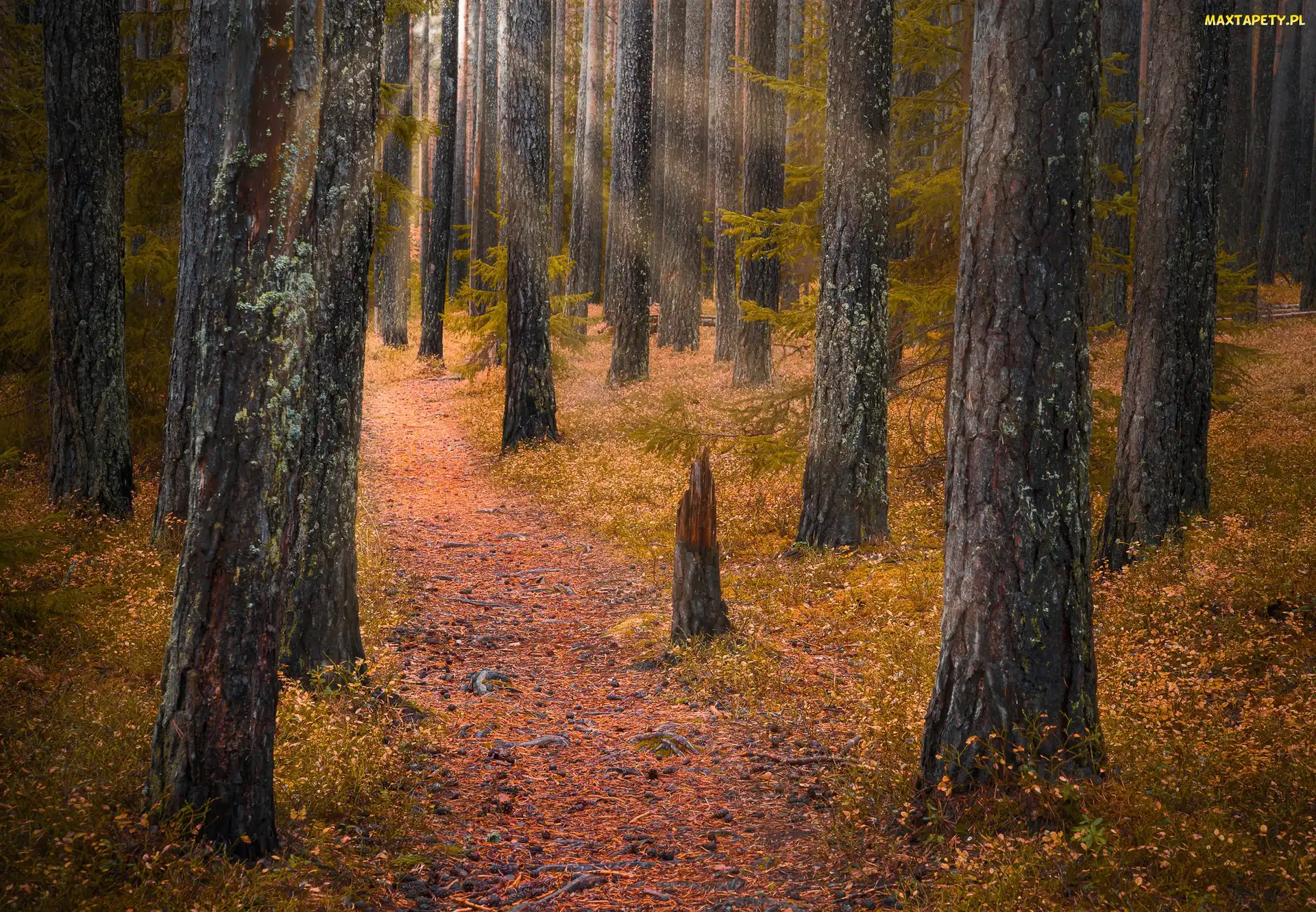 Drzewa, Promienie, Ścieżka, Jesień, Las