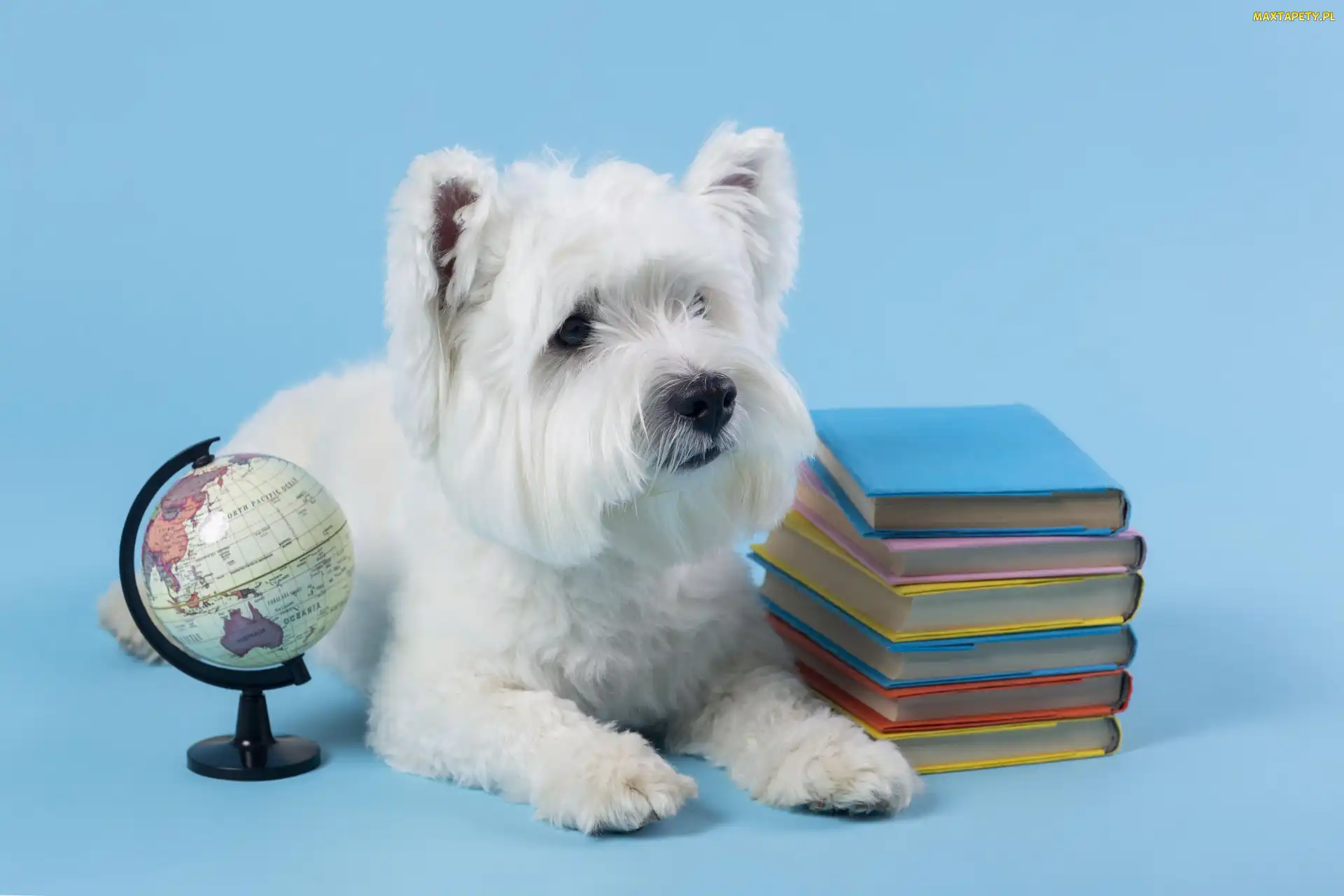 Niebieskie, Książki, Biały, Tło, Globus, Pies, West highland white terrier