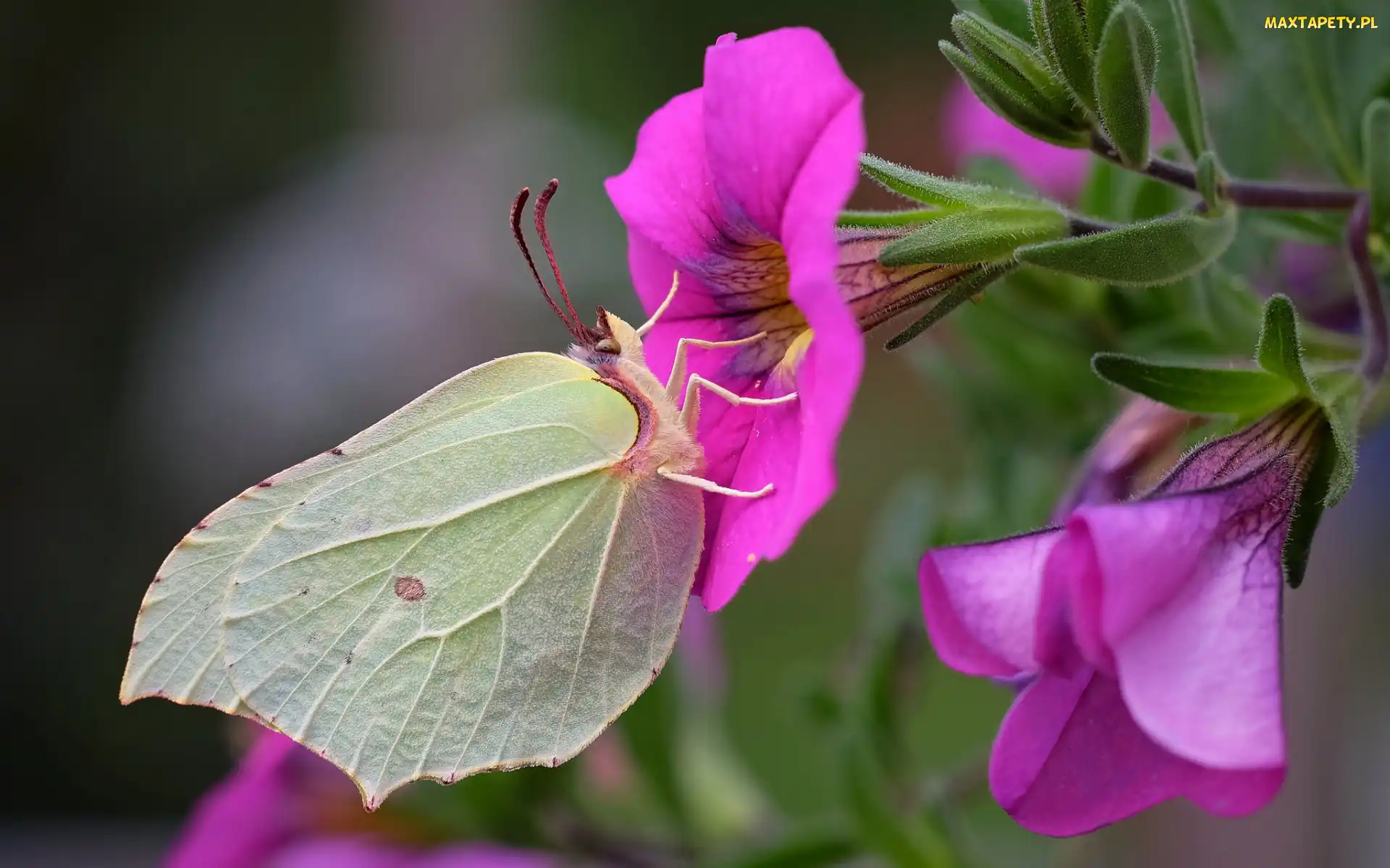 Latolistek cytrynek, Petunie, Różowe, Kwiaty, Motyl