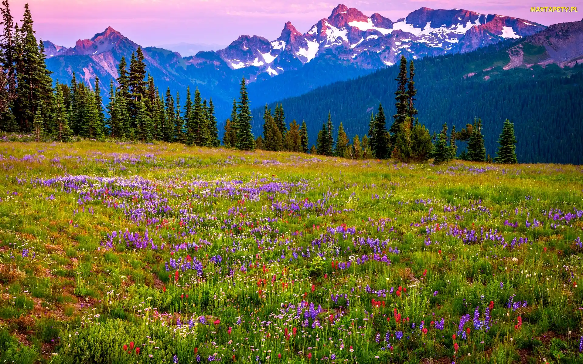 Łąka, Góry, Stany Zjednoczone, Stratowulkan Mount Rainier, Park Narodowy Mount Rainier, Stan Waszyngton, Kwiaty