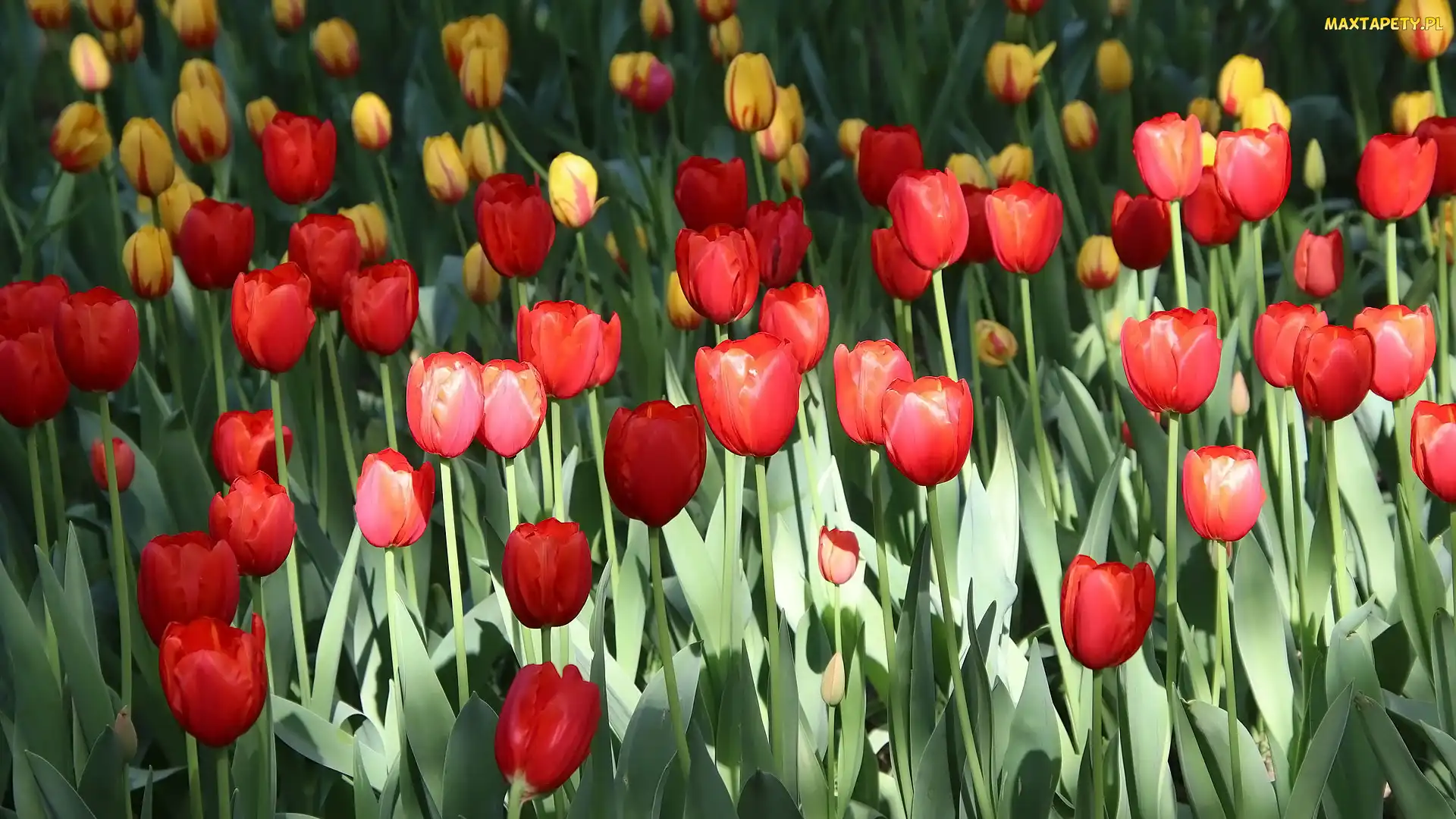 Tulipany, Listki, Żółte, Czerwone, Kwiaty