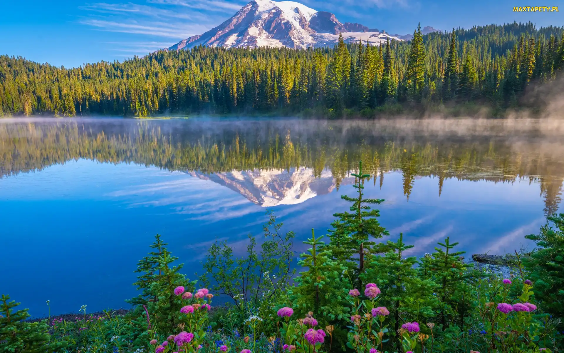 Jezioro, Kwiaty, Stany Zjednoczone, Góry, Stratowulkan Mount Rainier, Park Narodowy Mount Rainier, Drzewa, Stan Waszyngton, Odbicie, Mgła, Las
