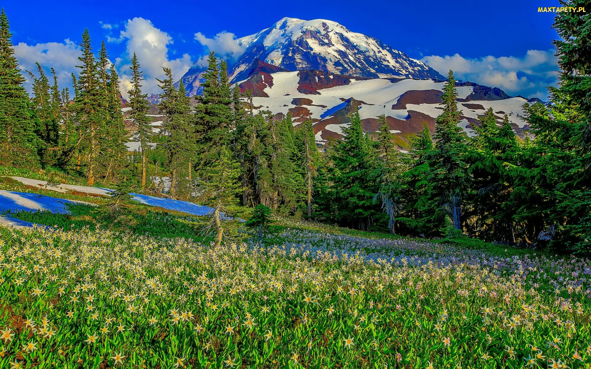 Stan Waszyngton, Park Narodowy Mount Rainier, Łąka, Stany Zjednoczone, Stratowulkan Mount Rainier, Góry, Drzewa