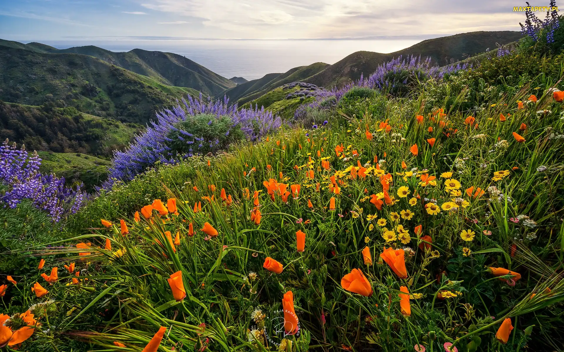 Stany Zjednoczone, Morze, Góry, Wybrzeże Big Sur, Kwiaty, Wzgórza, Stan Kalifornia, Stanowy Park Garapatta, Sobranes Canyon