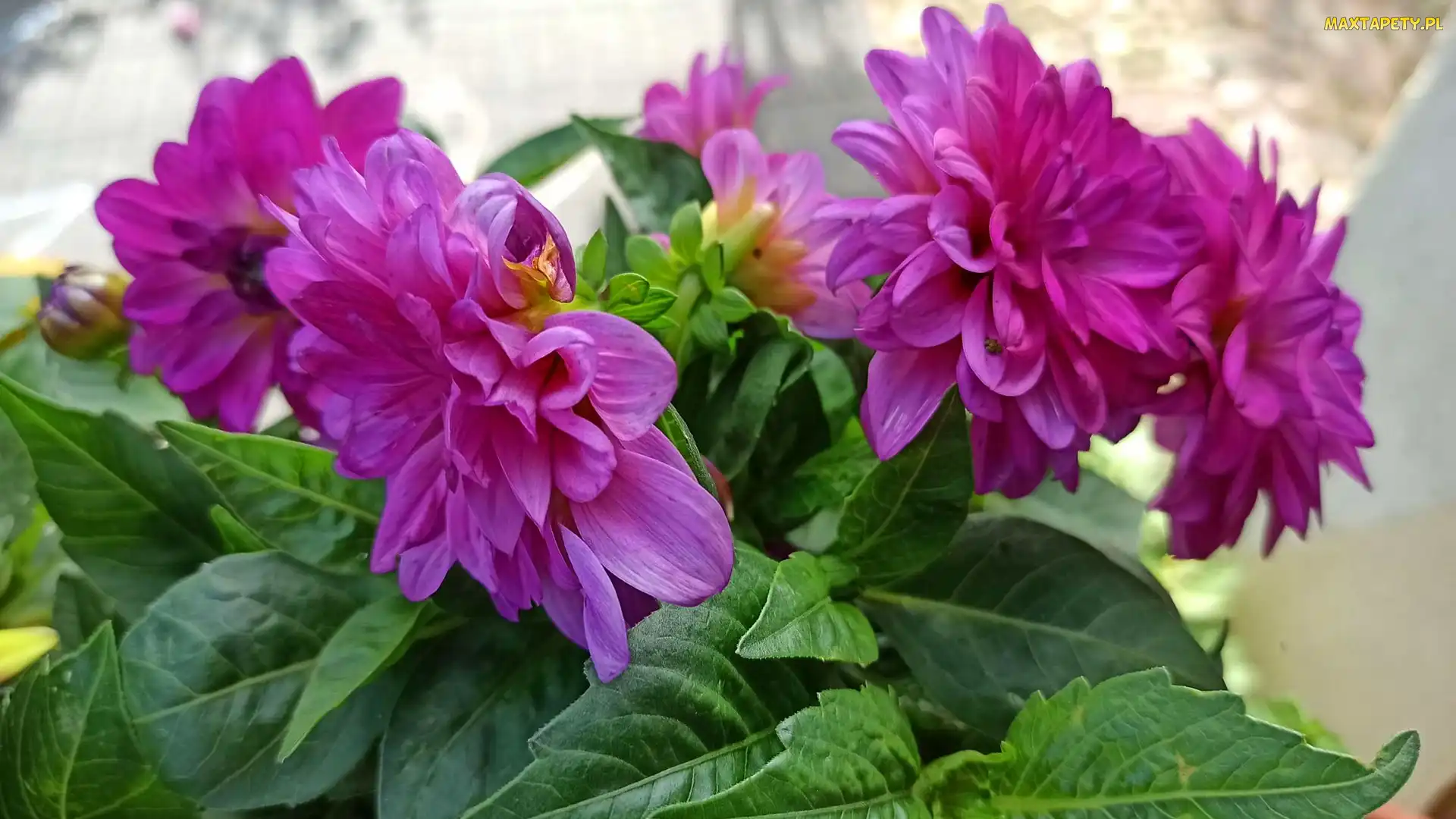 Kwiaty, Dalie, Purpurowe