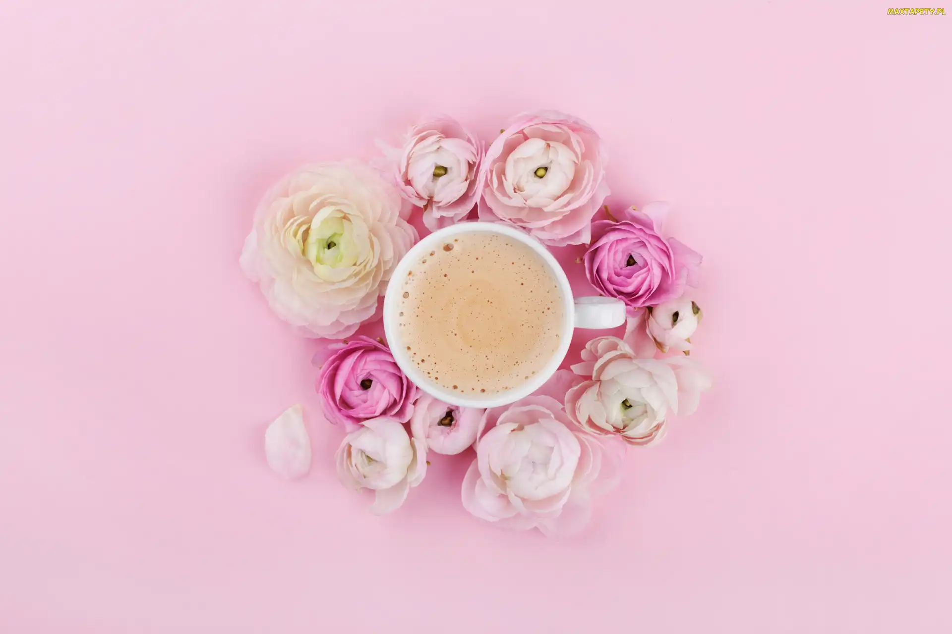 Tło, Różowe, Cappuccino, Kawa, Kwiaty, Jaskry