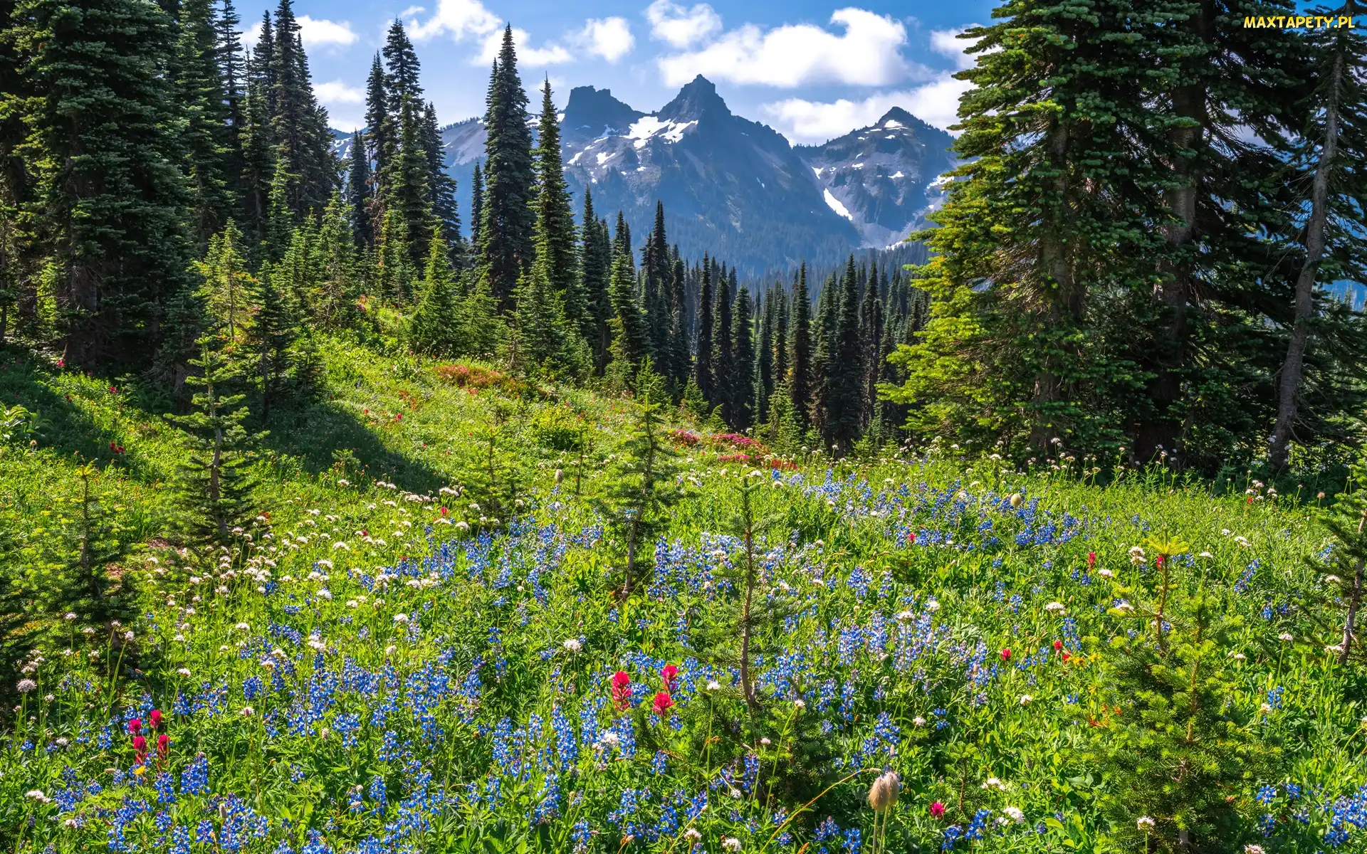 Góry, Kwiaty, Park Narodowy Mount Rainier, Łąka, Stan Waszyngton, Drzewa, Stany Zjednoczone, Chmury
