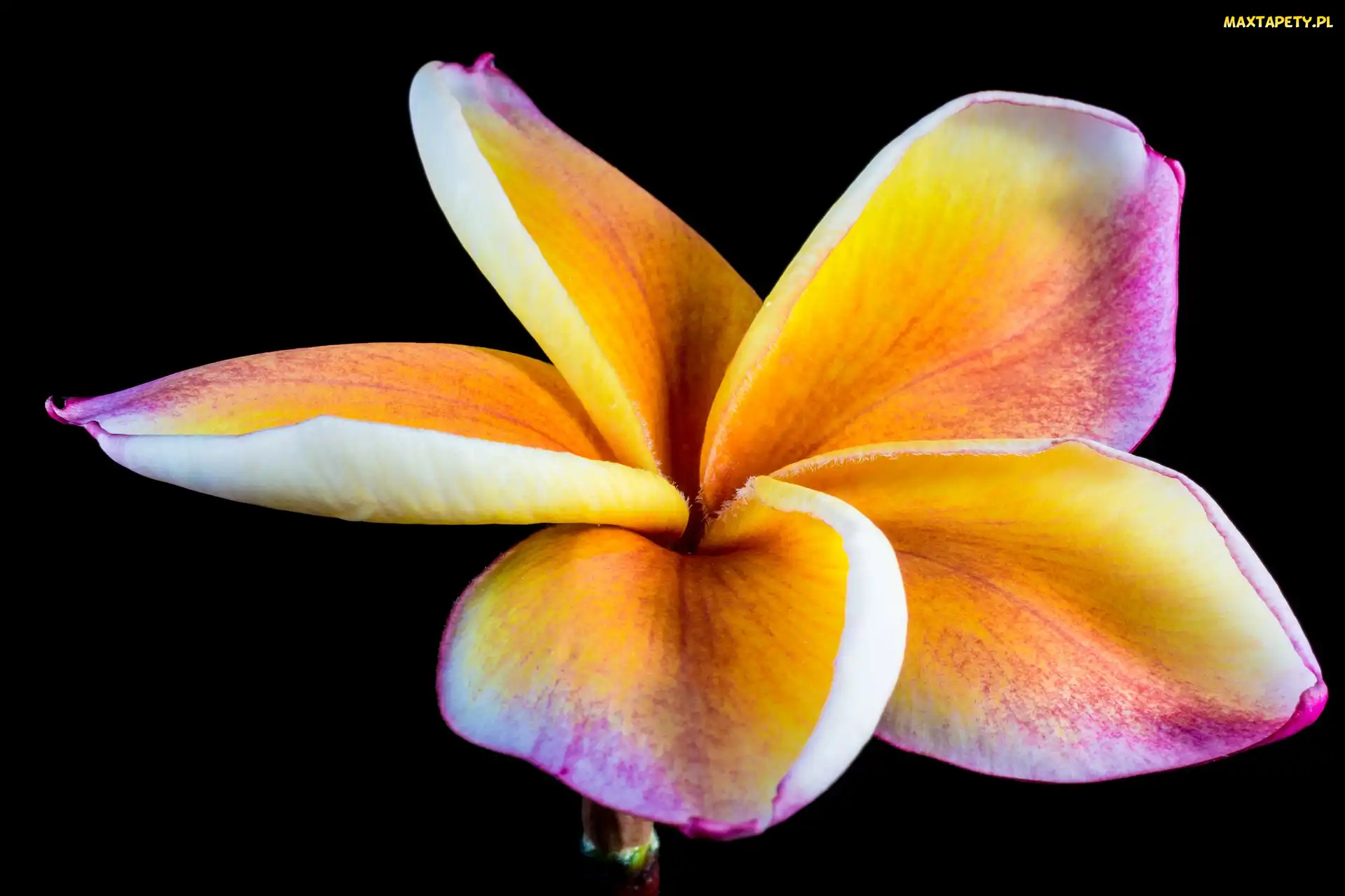 Żółto-różowa, Tło, Czarne, Plumeria, Kwiat